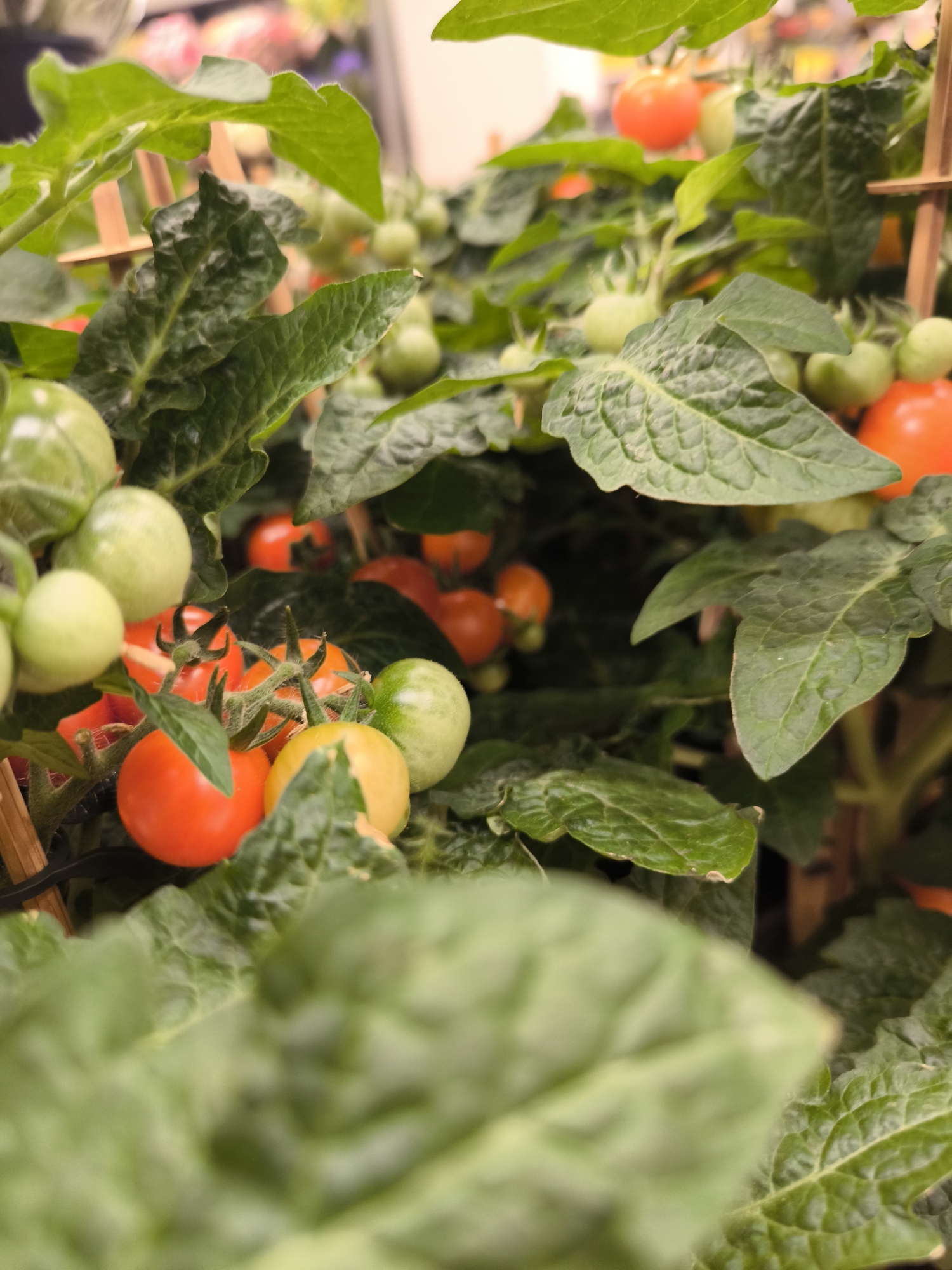 The image presents a close-up view of a tomato plant, laden with both ripe, red tomatoes and unripe, green ones. The plant is full of lush green leaves of varying sizes and shapes, which partially obscure the tomatoes. Wooden stakes are visible, presumably providing support for the growing plant. The background is blurred, suggesting an indoor setting, perhaps a shop or market. Though the image's contents don't give direct evidence of Riga, Latvia, or city-specific details, it depicts a cultivated plant often found in nurseries, garden centers, or even home gardens.