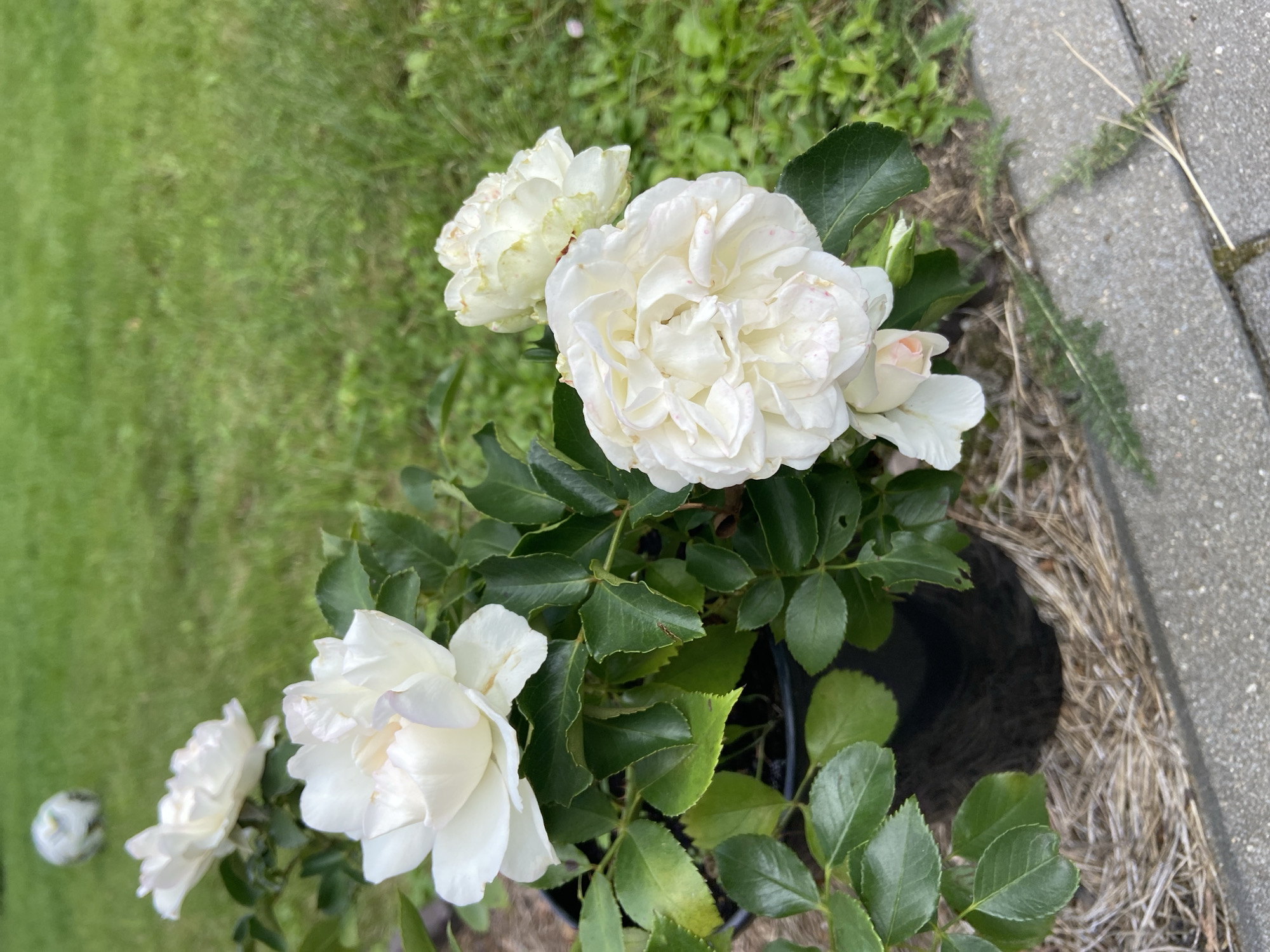 In the city of Зимородок Днп, Russia, a close-up, eye-level shot captures a potted rose bush with several white roses in various stages of bloom. The roses have delicate, layered petals and some exhibit subtle pink hues. Lush green foliage surrounds the flowers. The pot is black and appears to be placed on a bed of straw or mulch, adjacent to a grey concrete pathway. In the background, out of focus, is a grassy area, and further back, a white ball rests on the lawn. The lighting suggests it is daytime, possibly late morning or early afternoon, with soft, natural light illuminating the scene.