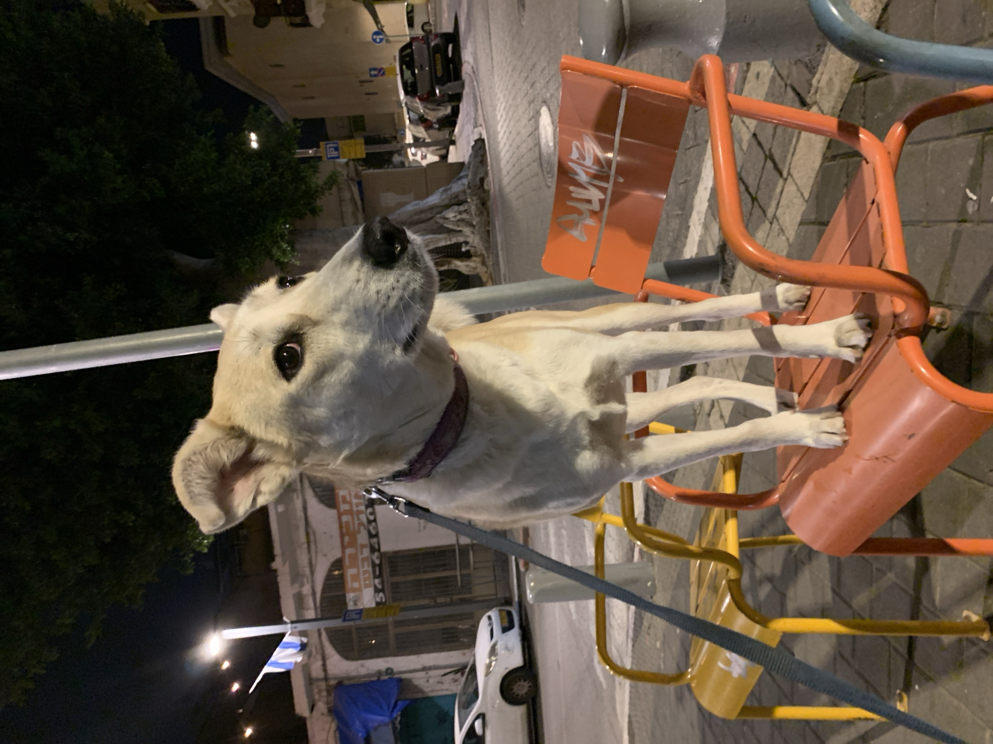 A dog is standing on an orange and yellow chair in an outdoor environment. The dog has a light-colored coat and a dark collar with a leash attached. The background includes a street scene with parked cars, buildings, streetlights, and trees. The location is Tel-Aviv, Israel.