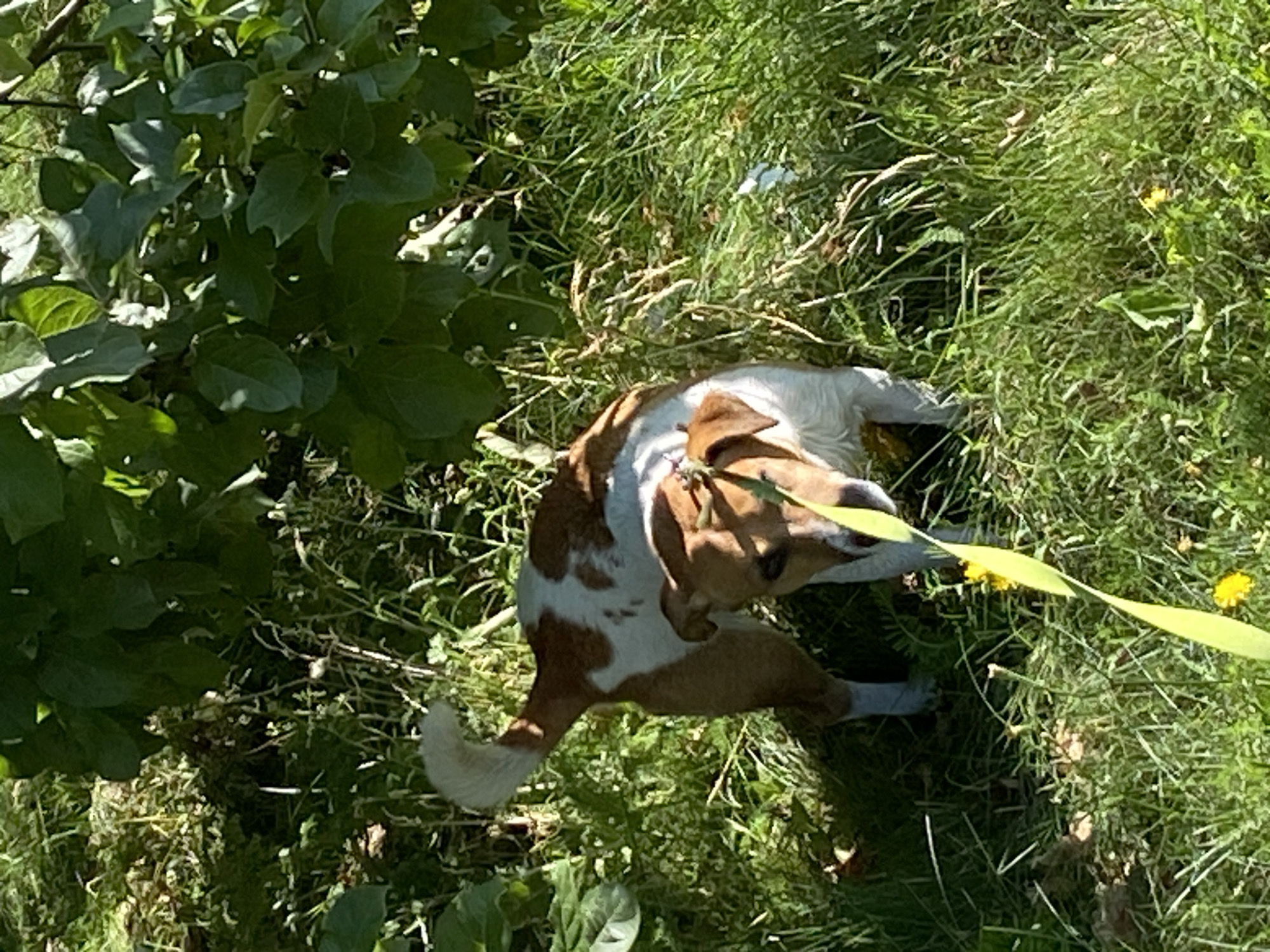 A medium shot, eye-level outdoor photograph captures a brown and white dog standing in tall green grass under the shade of leafy green trees. The dog is facing towards the viewer, with its head lowered, sniffing at a bright yellow ribbon draped across its body and extending down into the grass. The dog has floppy ears, a white-tipped tail curled over its back, and appears to be a mixed breed. Small yellow wildflowers are visible in the grass around the dog. The scene is illuminated by sunlight, creating dappled shadows on the ground. There is no indication of the location being in Saint Petersburg, Russia.
