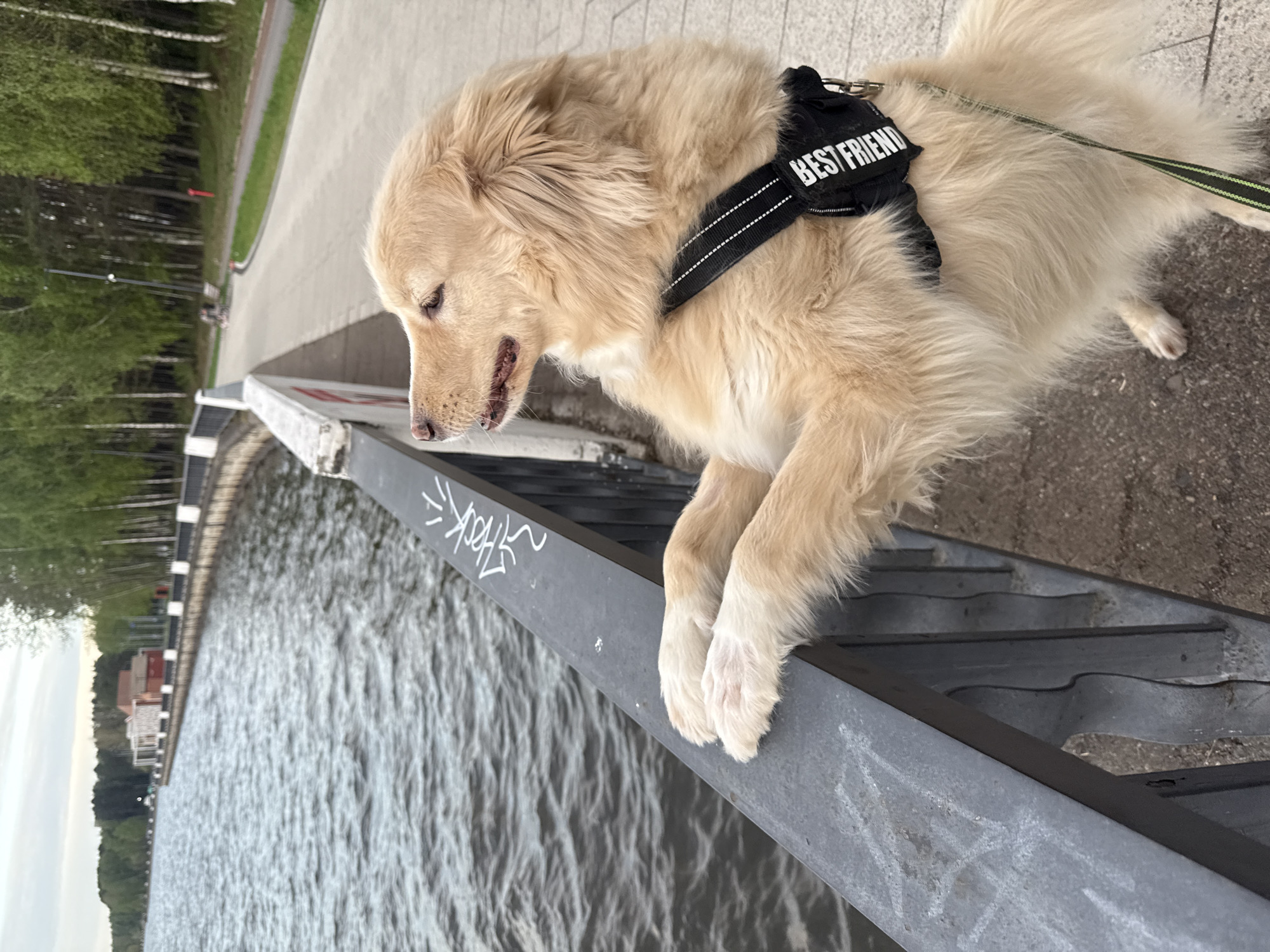 A golden retriever dog wearing a black harness labeled "BEST FRIEND" is positioned on a gray metal railing overlooking a body of water. The dog has its paws on the edge of the railing. Graffiti is visible on the side of the railing. In the background, there are trees, a sidewalk, and some buildings. The photo was taken in the city of Chaikovsky, Russia.