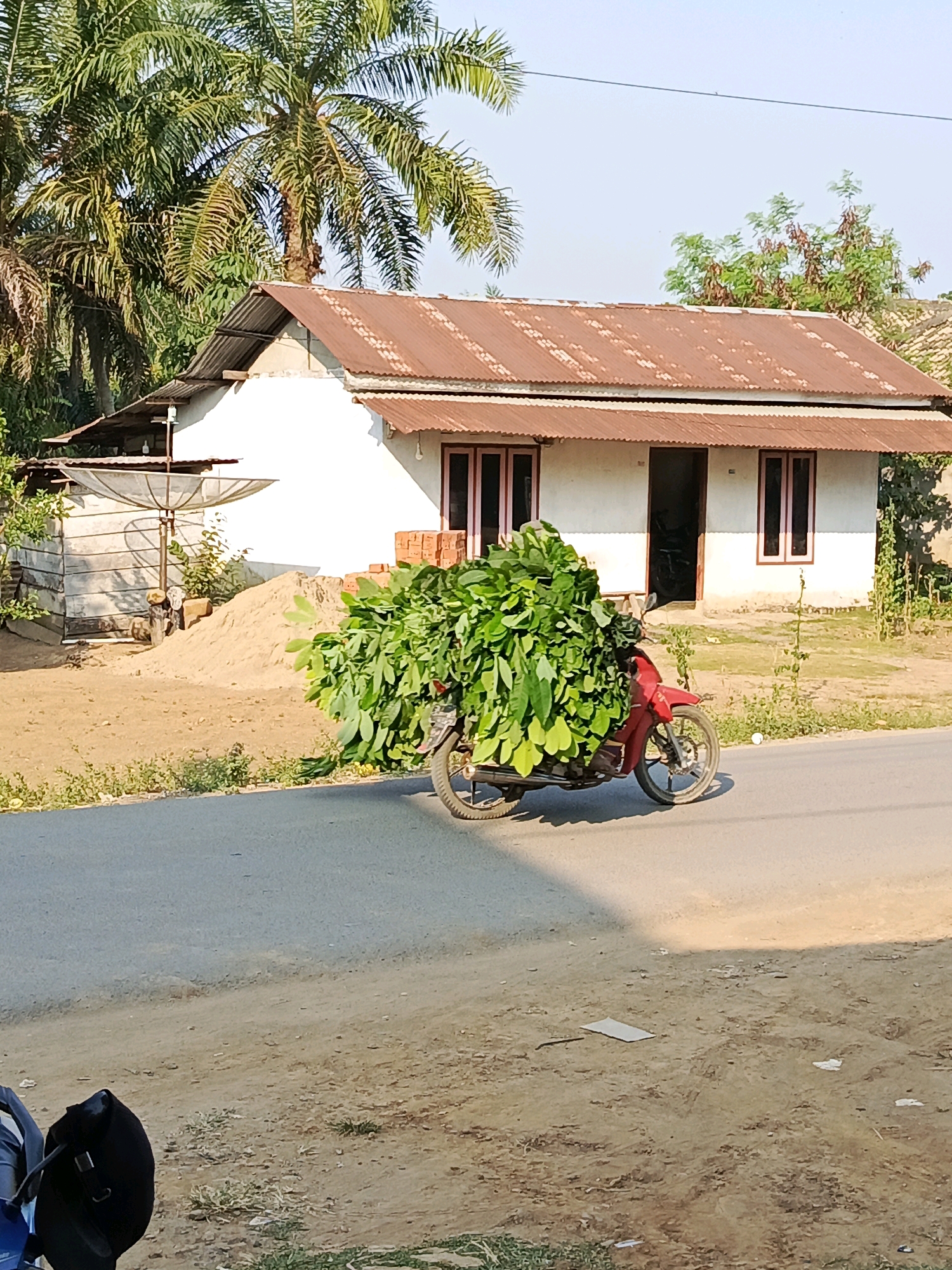 In the city of Megang Sakti I, Indonesia, a red motorcycle is loaded with a large quantity of green foliage and is proceeding down a paved road. The motorcycle is positioned in the right half of the frame. Behind the motorcycle, a white house with a corrugated tin roof is visible. To the left of the house, a small satellite dish mounted on a pole is situated next to a pile of sand. The environment is rural, with palm trees and other vegetation surrounding the structures. The sky is clear and blue, indicating a sunny day.