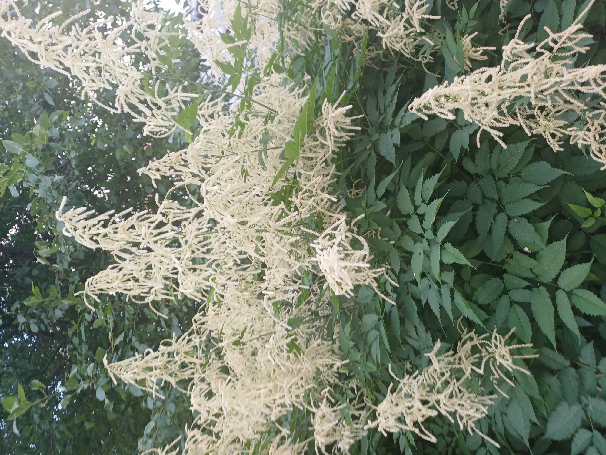 The image depicts a close-up, eye-level view of a plant with numerous delicate, creamy white flower plumes cascading downwards. The plumes are feathery and appear to be composed of many small, elongated florets. They are set against a backdrop of lush, dark green leaves, some of which are broad and serrated, while others are smaller and more ovate. The contrast between the light-colored flowers and the deep green foliage is striking.
The scene is naturalistic, suggesting an outdoor setting, possibly a garden or a wild area. The lighting appears to be soft, perhaps indicative of an overcast day or the shade of other trees, as there are no harsh shadows. The focus is on the floral display and the foliage, with no people or man-made objects visible. The composition emphasizes the texture and volume of the flowers and leaves.
Given the location context of Novosibirsk, Russia, this plant is likely a species that thrives in temperate climates. The time of day is not distinctly indicated, but the diffused light suggests it is not midday. The weather appears calm, as the flower plumes are not significantly disturbed. There is no visible text in the image. The overall impression is one of natural beauty and the ephemeral quality of blooming flowers.