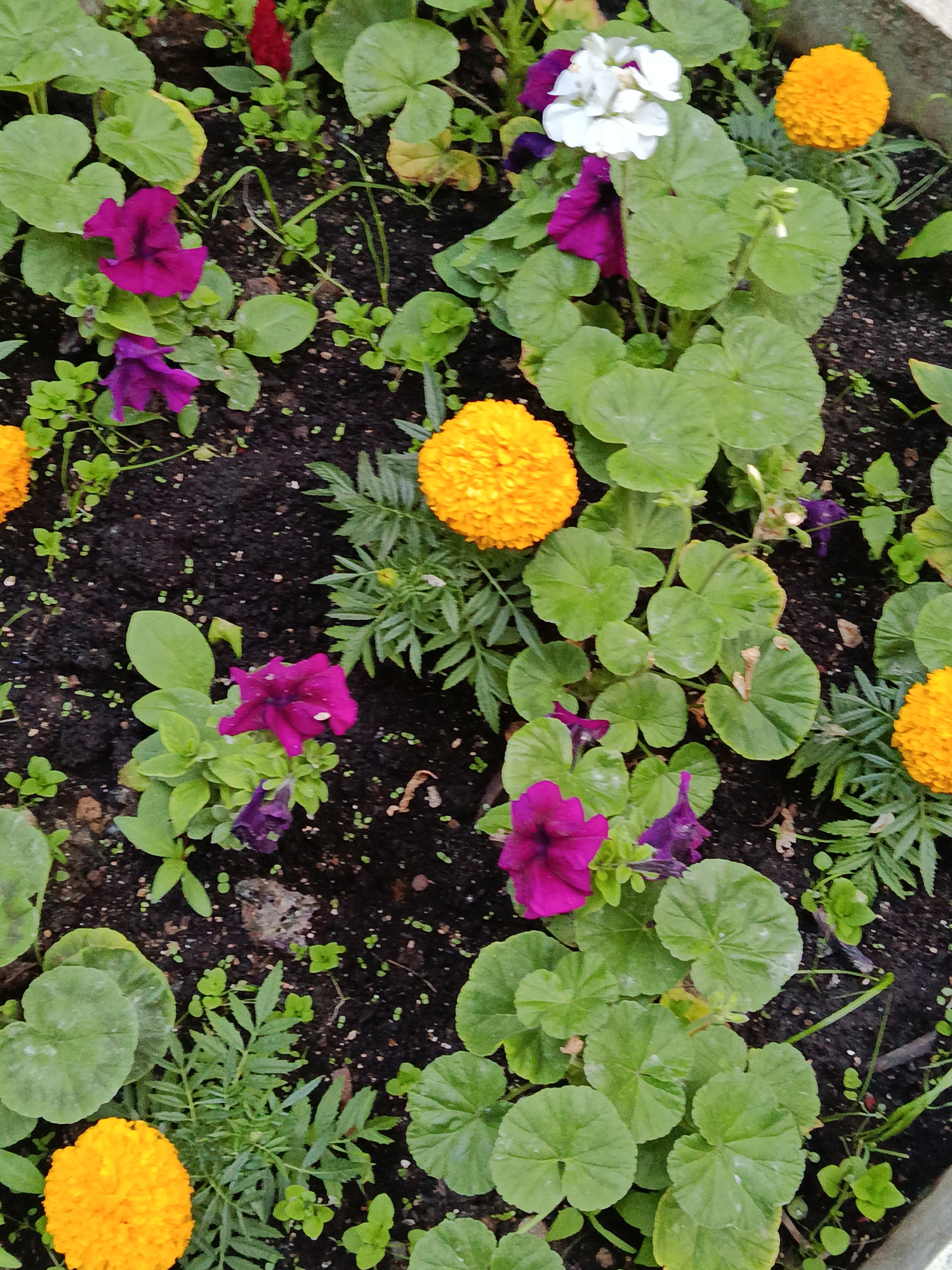This is a close-up, high-angle, full-shot, outdoor, eye-level medium shot of a garden bed filled with various flowers and foliage. The soil is dark and appears moist, with scattered small white specks, possibly perlite or small pebbles.
Prominent features include:
- Several bright orange, pom-pom shaped flowers, possibly marigolds.
- Vibrant magenta and purple petunia-like flowers.
- A cluster of white flowers, possibly geraniums, with hints of purple.
- A tall, slender, red flower spike, possibly a celosia.
- Abundant green foliage with rounded, lobed leaves, likely geraniums.
- Feathery green foliage, characteristic of marigolds.
- Small, green, leafy seedlings scattered throughout the bed.
The lighting suggests it is daytime, with some areas of shadow and highlight, indicating natural light. The image is slightly blurry in some areas, suggesting movement or a shallow depth of field. There are no people or animals visible in the scene. The location is described as Unknown, Unknown.