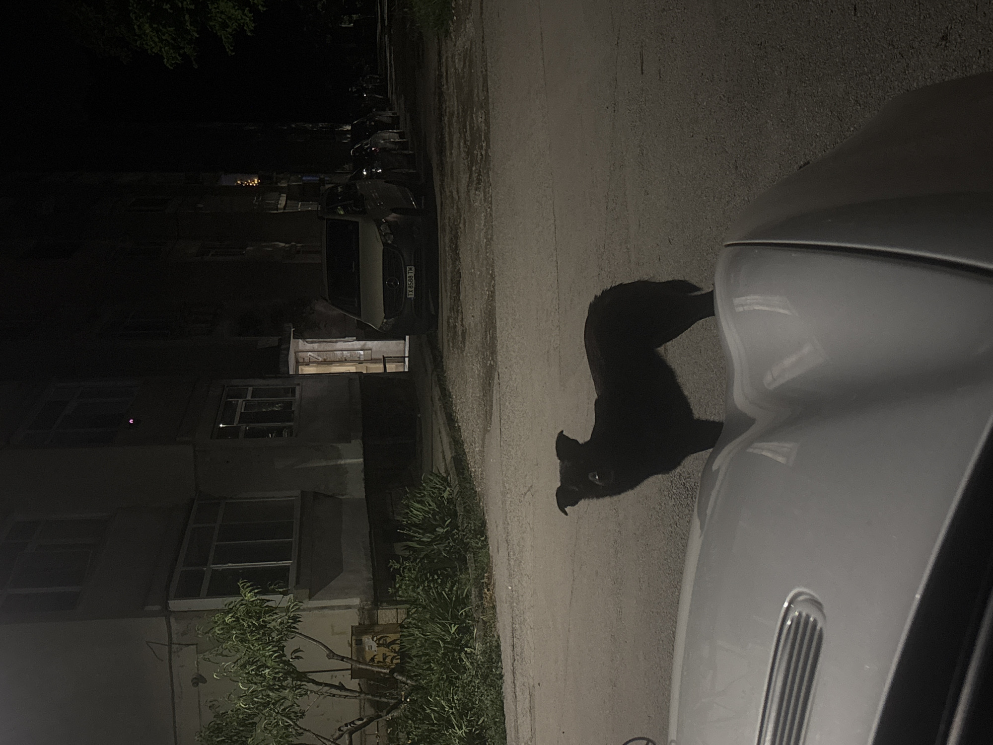A black dog stands on a paved road at night, facing the camera. The dog is in the middle of the frame, with its body angled slightly to the left. In the foreground, the hood of a silver car is visible, occupying the lower portion of the image. Behind the dog, there is a line of parked vehicles, including a white van with a license plate that reads "TX 8588 TM". The van appears to be a Mercedes-Benz Vito. Further back, a multi-story building with lit windows is visible. The environment suggests an urban setting in Dobrich, Bulgaria, likely a residential area or street. The lighting is dim, indicating it is nighttime.
