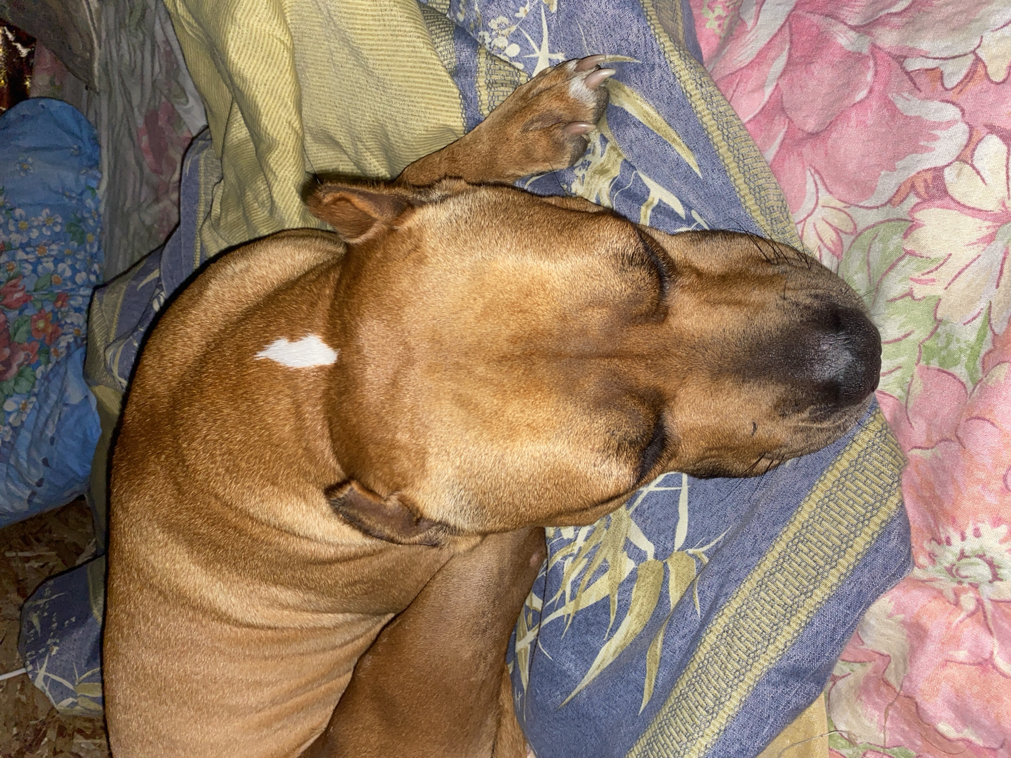A tan pit bull dog is sleeping curled up on a bed with patterned sheets. The dog is lying on its side with its head resting down. The sheets have a design of blue, yellow, and pink floral patterns. The lighting suggests it might be nighttime or a dimly lit room. The dog has a small white marking on its forehead.