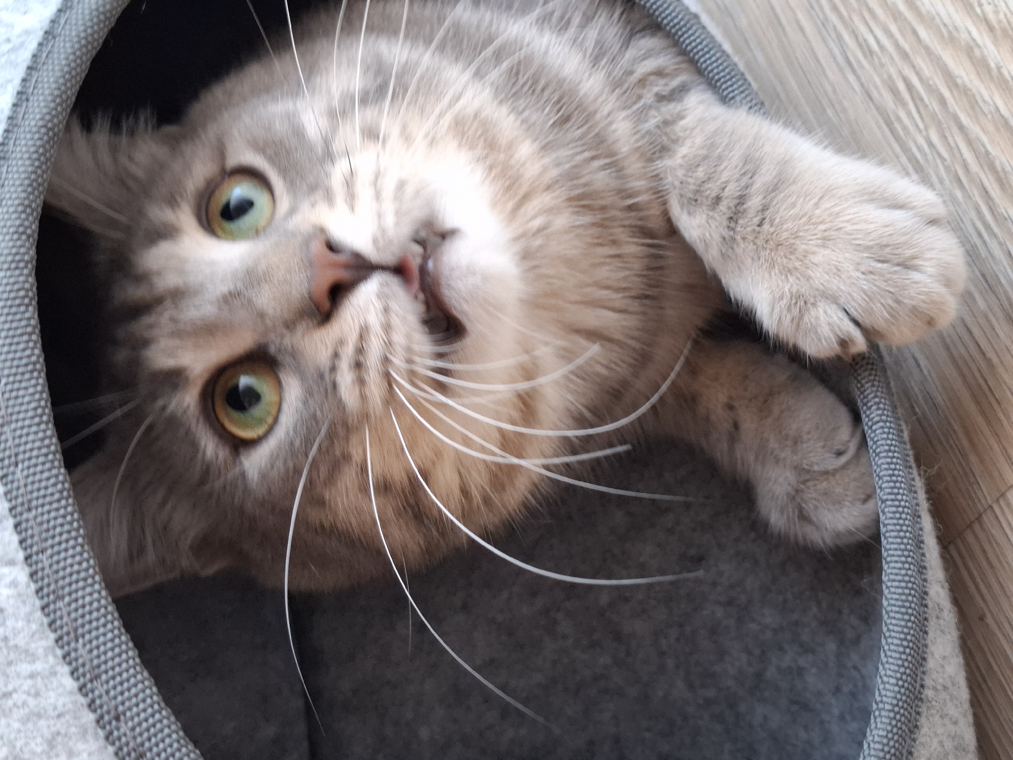 The scene is set in an indoor environment within the city of Zemun Urban Municipality, Serbia. A grey tabby domestic cat with prominent green eyes is depicted partially emerging from a circular, grey fabric cat bed. The cat's head and upper body are visible, with wide, slightly dilated pupils gazing towards the upper right. Its mouth is slightly agape, revealing the tip of a pink tongue and small lower incisor teeth. Long, white whiskers extend outwards from its muzzle. One front paw rests on the bed's dark grey, woven trim, while the other extends onto the light-colored wooden plank floor. The cat bed's interior is dark grey, contrasting with its lighter exterior fabric. The wooden floor displays a consistent grain pattern.