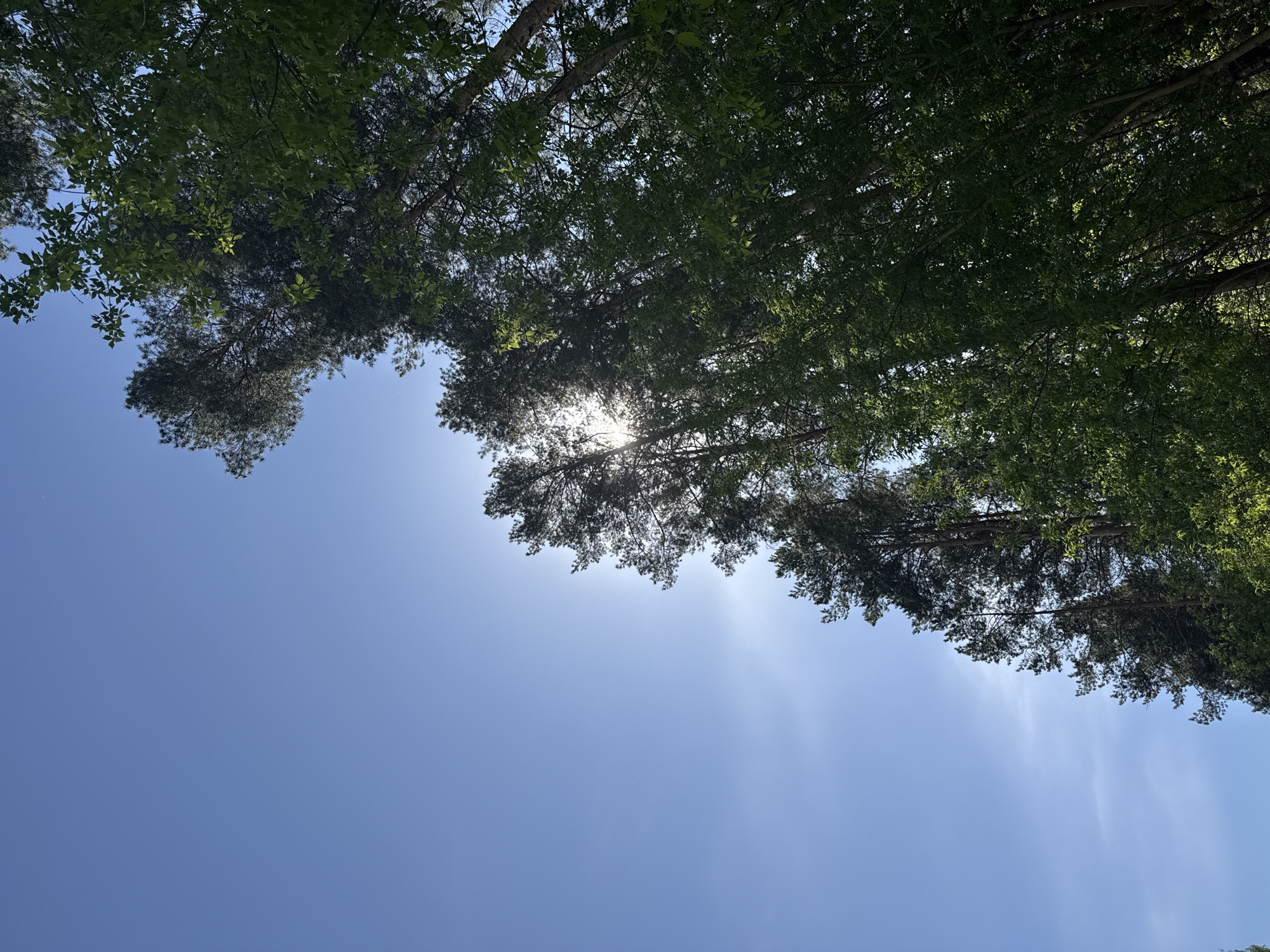 The image is a low-angle shot looking up through trees towards a blue sky with the sun partially obscured. The trees are dense with green foliage on the right side of the frame, becoming sparser and more silhouetted towards the center where the sun is shining through. The blue sky takes up the majority of the frame. There are no people visible. The scene is most likely in a forested or park area. It is not possible to confirm the location in Votkinsk, Russia from the given information.