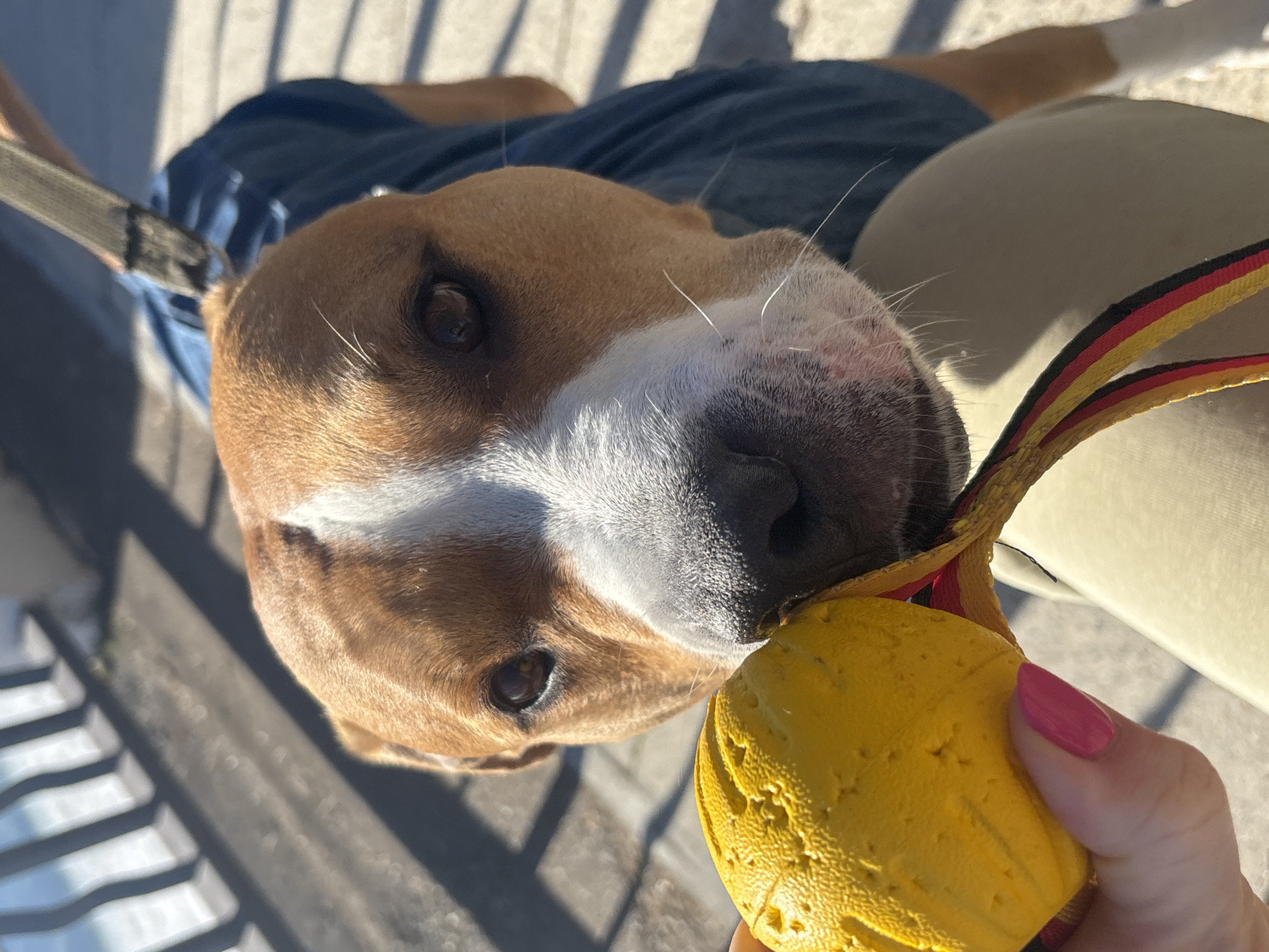 A tan and white dog lies on what appears to be a bench or surface. The dog is close to the camera, and the image is oriented so that the dog's head is near the bottom right corner. The dog has brown fur on its head, and a white patch from the bridge of its nose down to its snout. The dog is wearing a blue garment of some kind. A hand with a pink-painted nail holds a yellow toy or object with a textured surface near the dog's nose. The object has a striped strap attached to it, with yellow, red, and black stripes. A gray leash is visible on the left side of the image. The background is blurred, but it appears to be an outdoor setting, potentially a park or street. There are no identifying factors to determine if the location is specifically Chaikovsky, Russia.