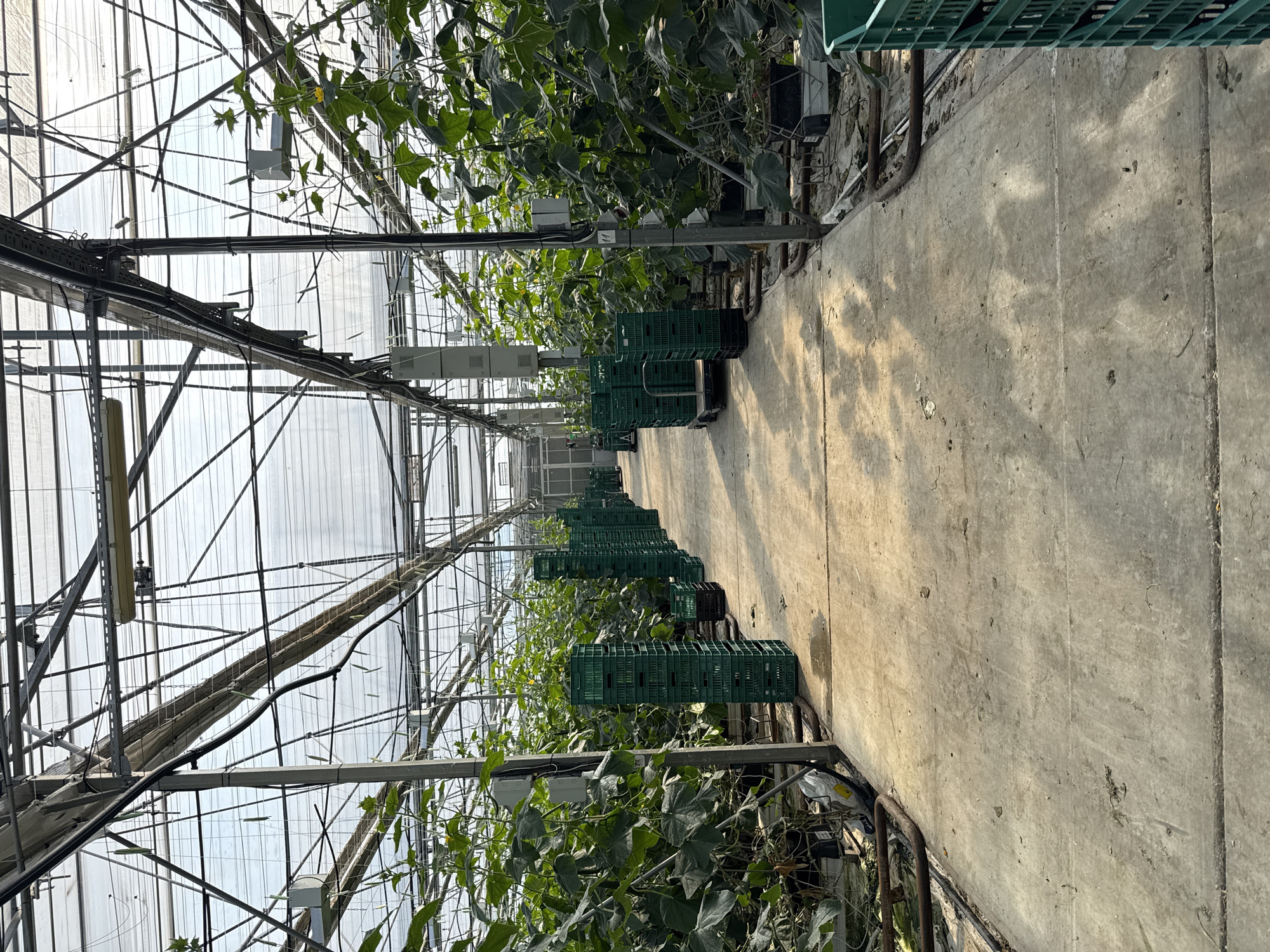 This image depicts the interior of a large commercial greenhouse, likely located in Stara Zagora, Bulgaria. A wide concrete pathway runs down the center, flanked on both sides by rows of tall, trellised vine crops with abundant green leaves. Small yellow flowers are visible on some plants, suggesting they are in a flowering or early fruiting stage, possibly cucumbers or similar produce.
Along the right side of the concrete path, numerous green plastic crates are neatly stacked, some appearing to rest on wheeled trolleys. These crates are commonly used for harvesting, storing, or transporting agricultural produce.
The greenhouse structure is prominently featured, with a robust framework of metal beams, supports, and a network of wires and cables overhead. Transparent or translucent panels form the roof and walls, allowing ample natural light to illuminate the entire space. Various utilitarian components, including irrigation pipes, electrical conduits, and what appear to be environmental sensors or control boxes, are integrated into the framework.
Bright sunlight streams into the greenhouse, creating distinct, elongated shadows of the plants and the structure on the concrete pathway. This suggests a clear, sunny day, likely during the morning or afternoon. The scene conveys a sense of organized, large-scale cultivation. There are no people visible in the image, and no discernible text is present on any objects or surfaces.