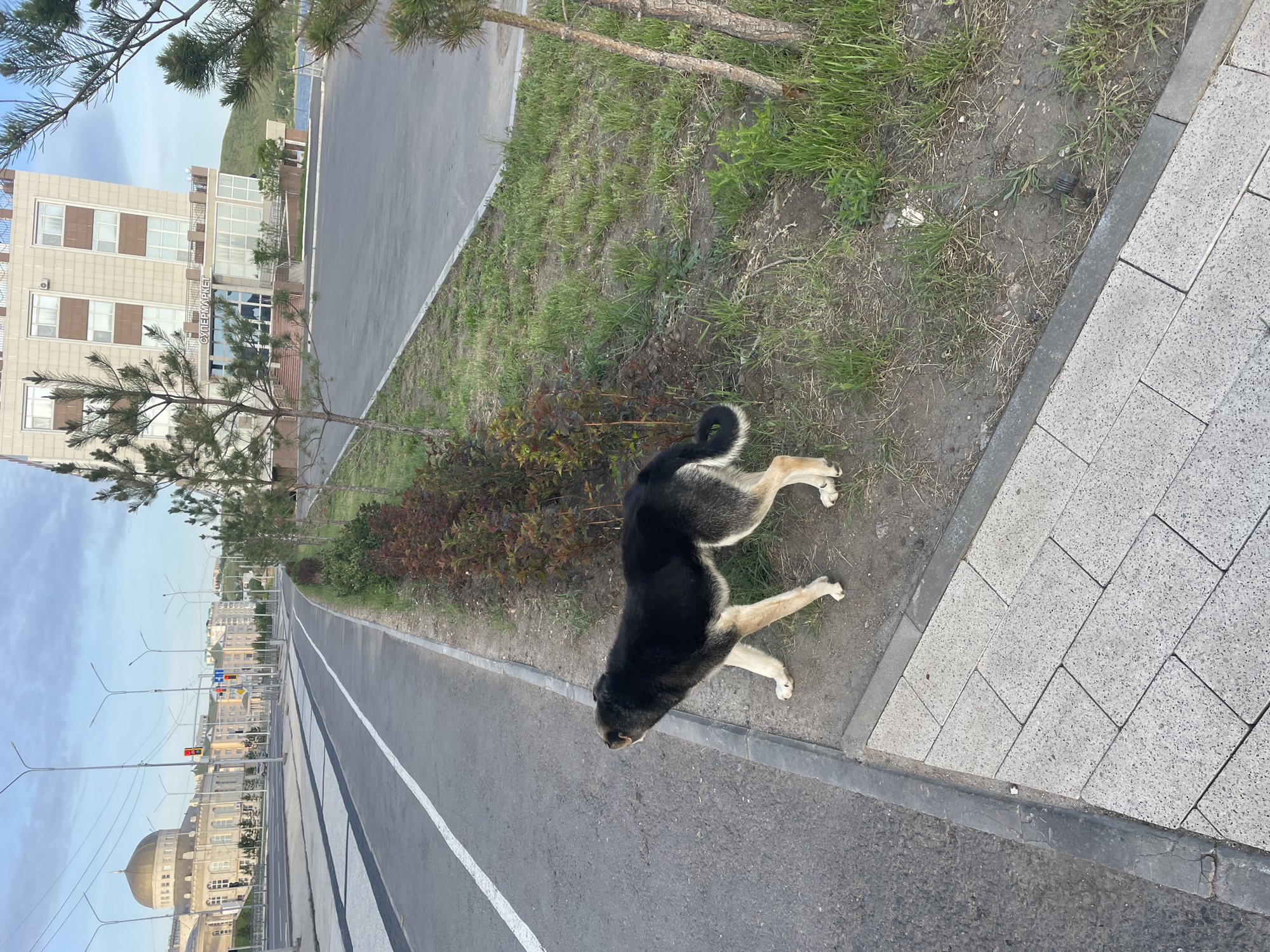 A horizontal shot reveals a scene in Kokshetau, Kazakhstan, featuring a black and tan dog lying on a grassy strip between a road and a sidewalk. The dog is positioned on the right side of the frame, its head facing towards the camera. The road is to the left, marked with a white stripe dividing lanes and zebra crossings. On the left side of the road, buildings are visible, including one with the word "Супермаркет" (Supermarket) in Cyrillic script. Other buildings, streetlights, and a traffic light are visible in the distance. The sky is overcast, casting a diffused light over the scene.