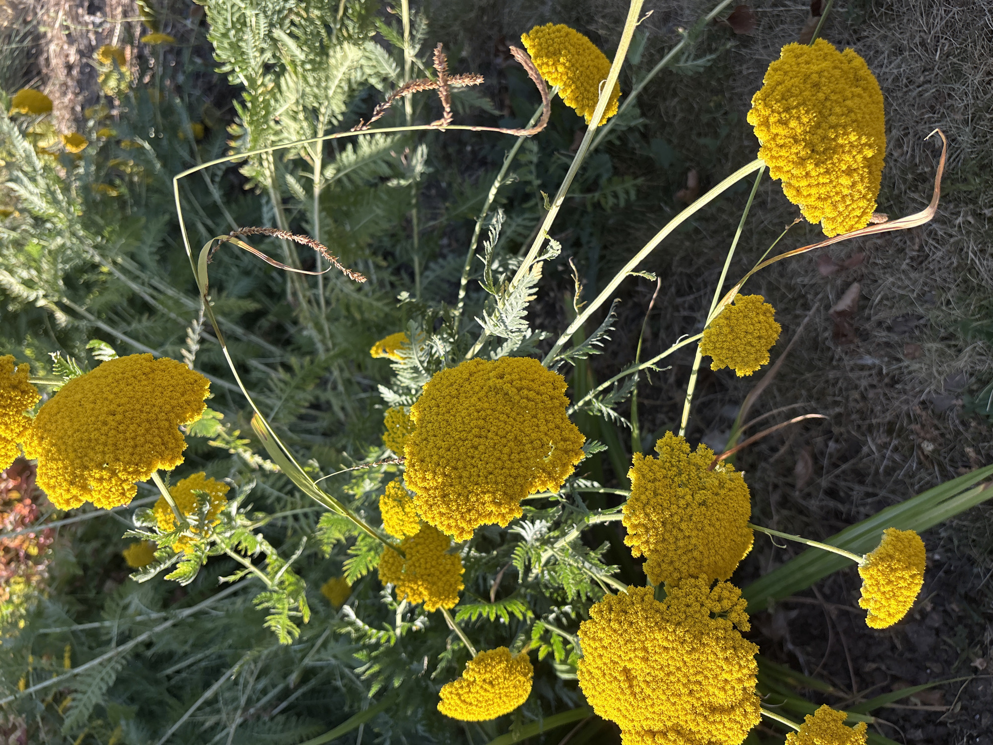 The image shows a close-up, eye-level view of a cluster of bright yellow yarrow flowers, likely in a garden setting. The flowers are dense and rounded, composed of many tiny florets. Green, feathery foliage of the yarrow plant is visible behind and intertwined with the blooms. Some of the flower stems are thin and appear to be arching or bending. The background consists of more of the plant's greenery, dry grass, and a patch of what appears to be soil or mulch, suggesting an outdoor environment. The lighting indicates it is daytime, with sunlight illuminating the flowers and casting subtle shadows. There are no people or animals visible in the image. The specific location in Chelmsford, United Kingdom, cannot be determined from the visual information provided.