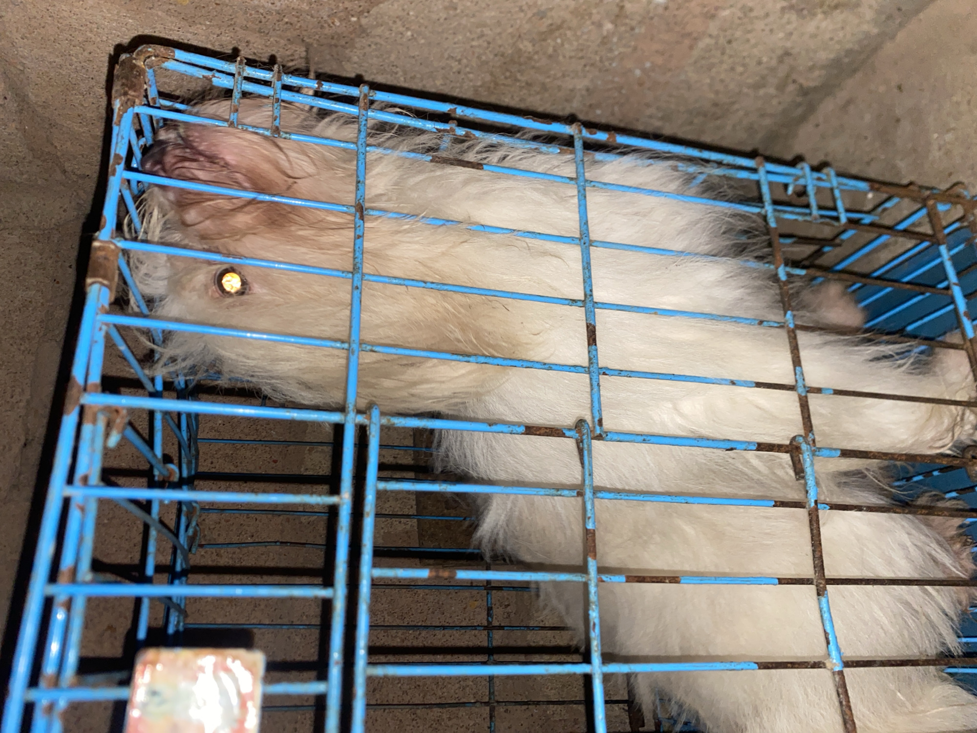 In Bukuru, Nigeria, a white, fluffy dog is confined within a rusted blue metal cage. The dog's head is tilted upwards, with one eye visible, reflecting a yellow glow. Its fur appears slightly matted. The cage is made of thin bars and shows signs of wear and tear, with some rust visible. The background consists of a rough, concrete-like wall.