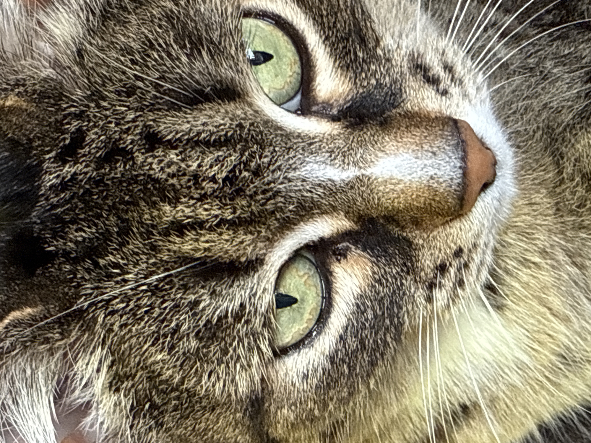 This is a close-up, portrait-style photograph of a tabby cat's face. The cat has striking green eyes with black pupils that are slightly dilated, indicating it might be in low light or focused. The fur is a mix of brown, black, and white stripes, characteristic of a tabby pattern. White whiskers fan out from the muzzle, and a prominent white stripe runs down the center of its forehead. The cat's nose is a reddish-brown color. The background is out of focus, emphasizing the cat's face. There is no indication of the city of Votkinsk, Russia, or any specific location within it. The image captures a still moment of the cat's face.