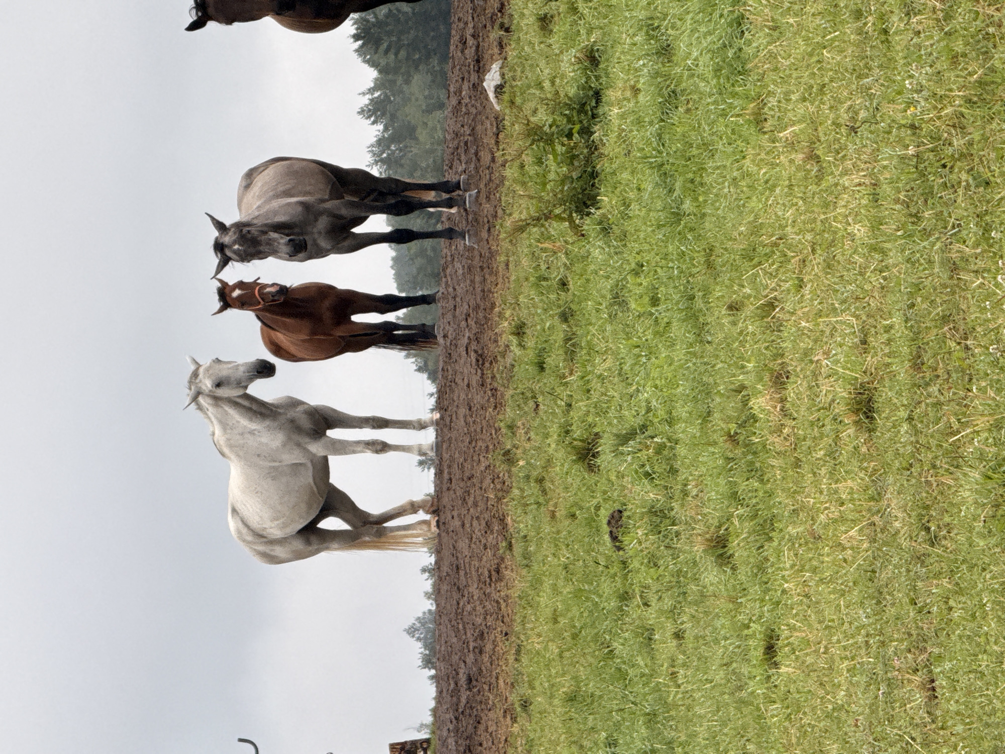 A group of horses stands on a muddy hill with a grassy foreground and a treeline in the background under a cloudy sky. From left to right, the horses are: a white horse facing left with its head down; a dark brown horse with an orange halter facing forward; a gray horse facing forward; and a dark brown horse facing left. The scene is set in a rural area, likely a pasture or farm. There is no indication of the city of Galinė, Lithuania in the image.
