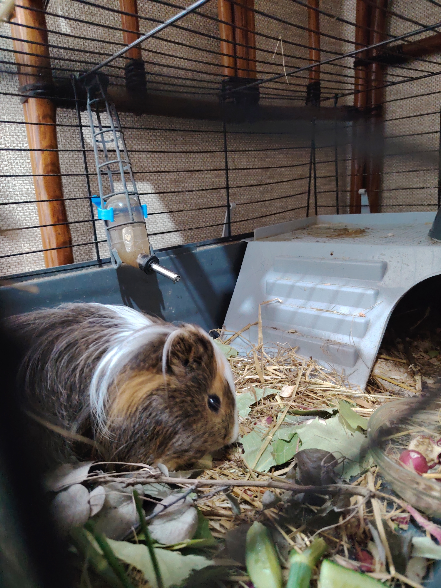 A guinea pig is shown in a cage with hay and some food items. The guinea pig is brown and white and is lying down on the hay. There is a water bottle attached to the side of the cage. A plastic structure with stairs is also visible inside the cage. The cage appears to be made of wire and wood. The background is a beige woven material.