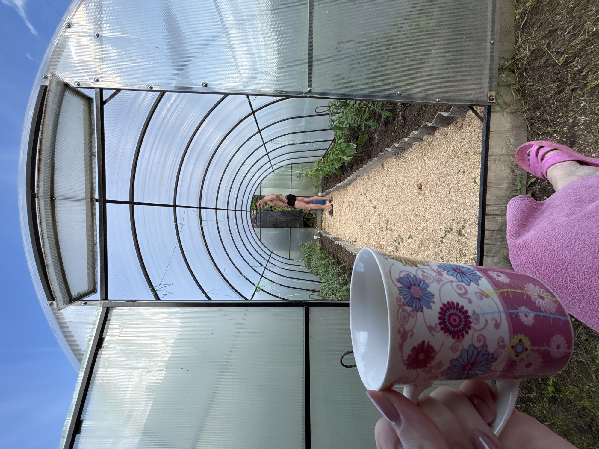 The scene depicts a view from a relaxed, seated perspective towards an open greenhouse structure, located in Chaikovsky, Russia. In the immediate foreground, a left hand holds a white ceramic mug adorned with a floral pattern of pink, blue, and yellow flowers. The fingernails are painted a light pink. Below the mug, a pink towel or blanket covers a leg, and a pink open-toed sandal is visible on the right foot.
The central focus is an arched, tunnel-style greenhouse with its dual entrance doors open wide. The greenhouse is constructed from translucent, corrugated polycarbonate panels supported by a dark metal frame. A small, hinged ventilation window is open above the right entrance door. Inside, a light-colored gravel path extends centrally through the length of the structure. On either side of this path are garden beds with dark soil, edged by wavy metal barriers, containing numerous young green plants, likely seedlings. Green support strings or wires hang from the internal frame arches.
Towards the far end of the greenhouse, a shirtless male, wearing black boxer briefs and dark sandals, stands facing away from the viewer and slightly to the left. He is positioned near a dark, possibly wooden, structure or door at the very back of the greenhouse.
Beyond the greenhouse, the sky is clear and bright blue with a few scattered white clouds, visible through the open doors and the translucent roof panels, indicating sunny daytime conditions. The ground directly outside the greenhouse entrance, beneath the viewer's foot, consists of dark soil with sparse green vegetation, next to a dark concrete foundation.