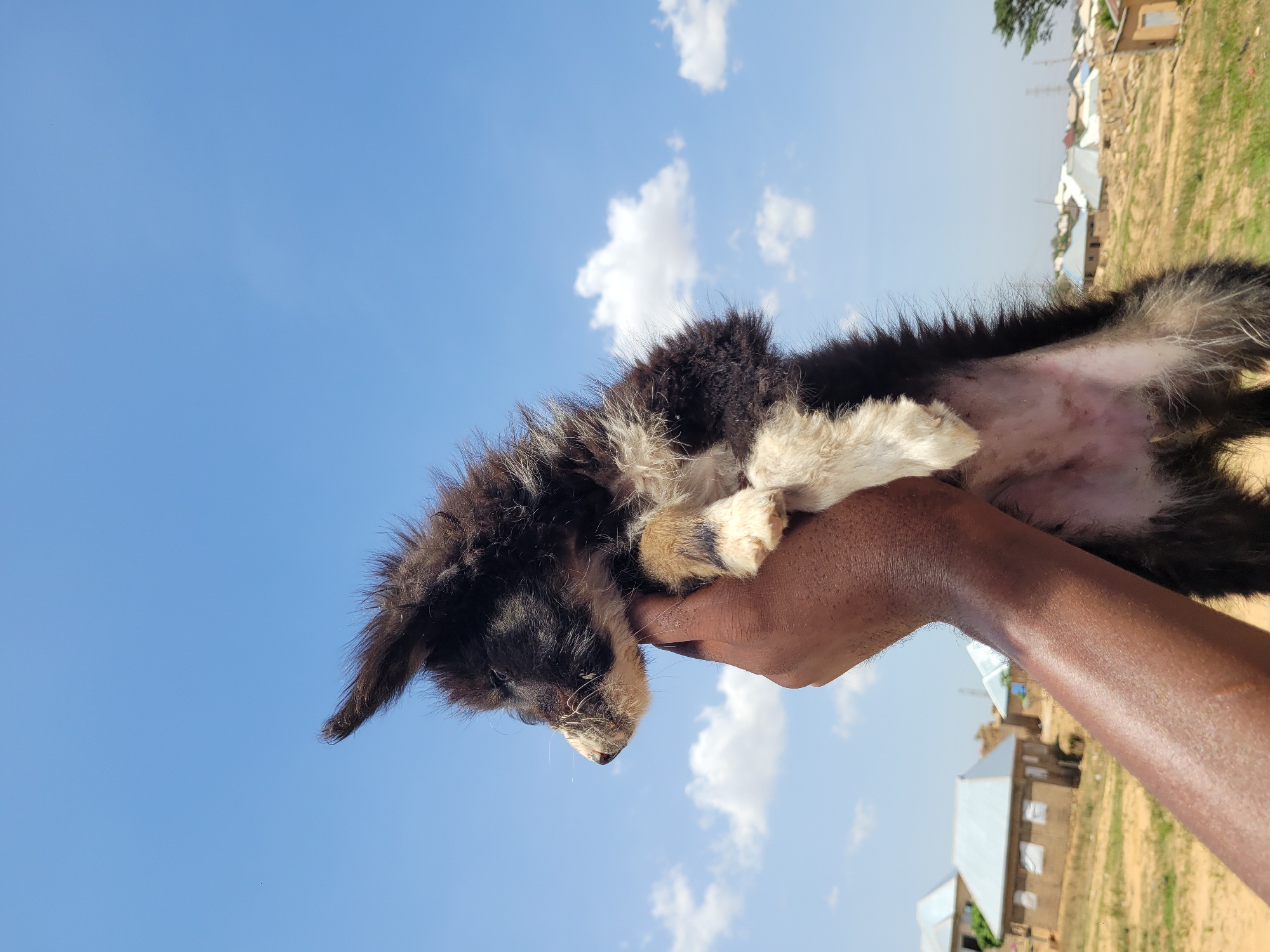 A dark-skinned person is holding a puppy in their hand against a blue sky with scattered clouds. The puppy is mostly black with some white markings and is being held on its back, exposing its belly. In the background, there are buildings, possibly houses, and vegetation that appear to be in a somewhat rural or suburban setting. The location seems to be Barakin Akawo, Nigeria.