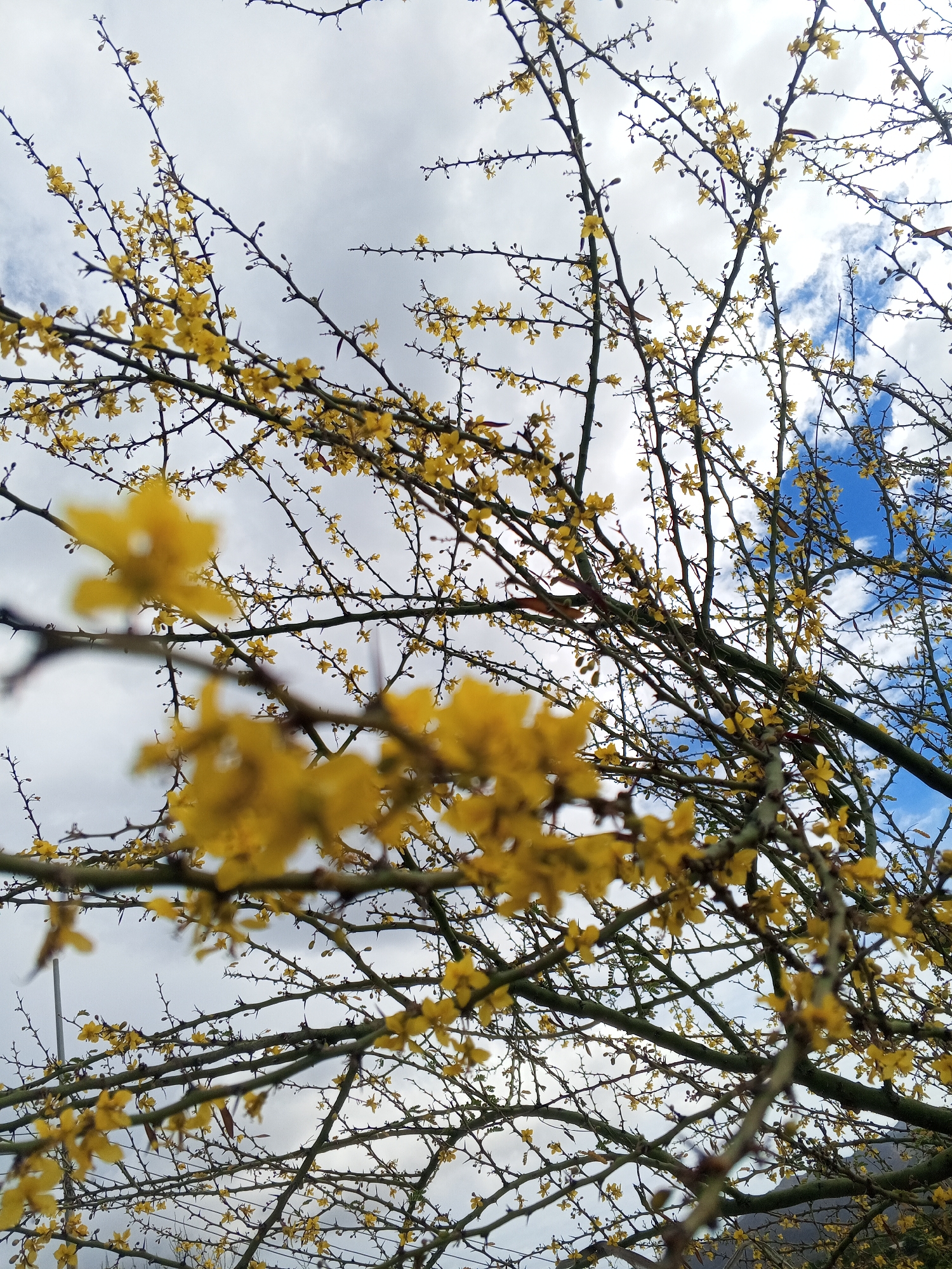 The image presents a low-angle view of a thorny tree with small yellow flowers, set against a cloudy sky. The branches are bare except for the sparse blossoms. Patches of blue sky peek through the clouds. The location is inferred to be Juan Griego, Venezuela, based on the prompt. No people or animals are visible.