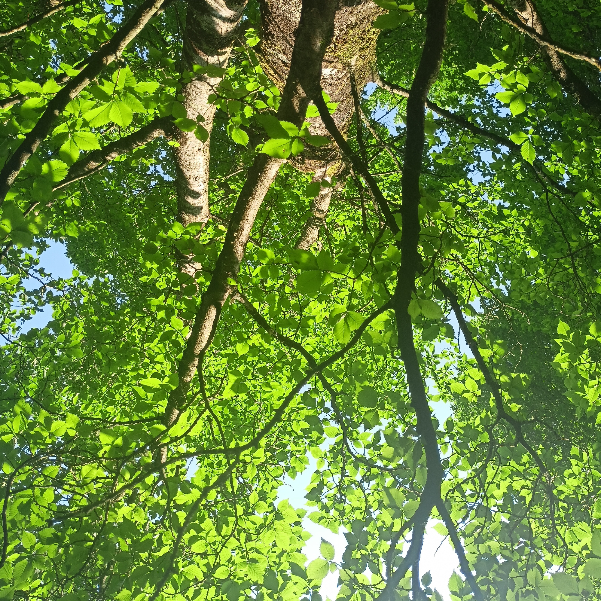The image is a low-angle view looking up through the canopy of a deciduous tree, likely in Adare, Ireland. Sunlight filters through the vibrant green leaves, creating a dappled effect against the bright blue sky. Several thick, textured branches are visible, some covered in moss, emerging from the main trunk which is also textured and appears old. The leaves are broad and serrated, indicating a healthy tree in a lush environment. There are no people or other objects in the frame. The scene suggests a peaceful, natural setting within or near the Municipal District of Adare—Rathkeale, possibly a park, garden, or woodland area.