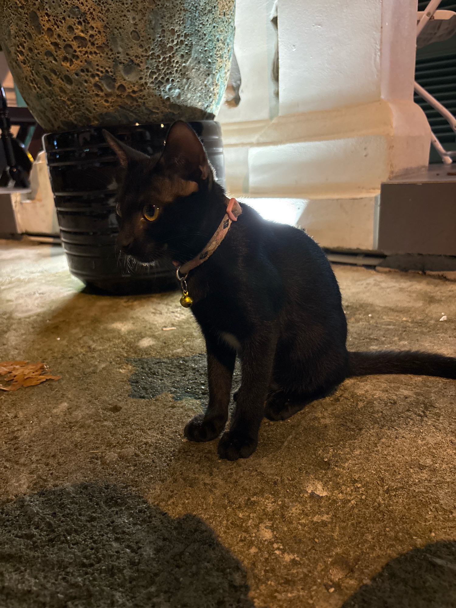 A black cat with bright yellow eyes is sitting on a concrete surface. The cat is wearing a pink collar with a small bell attached. In the background, there is a large, textured pot and a white pillar. The scene appears to be outdoors, possibly in a courtyard or garden area, with artificial lighting casting shadows on the ground. The location is identified as Nha Trang, Vietnam.