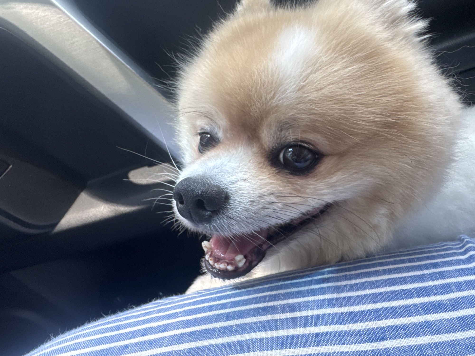 A close-up, medium shot shows the face of a small, light brown and white dog, likely a Pomeranian or similar breed, looking to the left with its mouth open and tongue visible. The dog's fur is fluffy, with darker brown markings on its ears and lighter cream-colored fur on its face and chest. Its eyes are dark and appear glassy. The dog is positioned in the foreground, resting on a blue and white striped fabric surface, possibly a pillow or blanket. In the background, out of focus, is the dark interior of a vehicle, with a metallic gray or silver trim element visible. The lighting suggests it is daytime, with sunlight casting shadows within the vehicle. There is no indication of the specific location in the city of Sochi, Russia.
