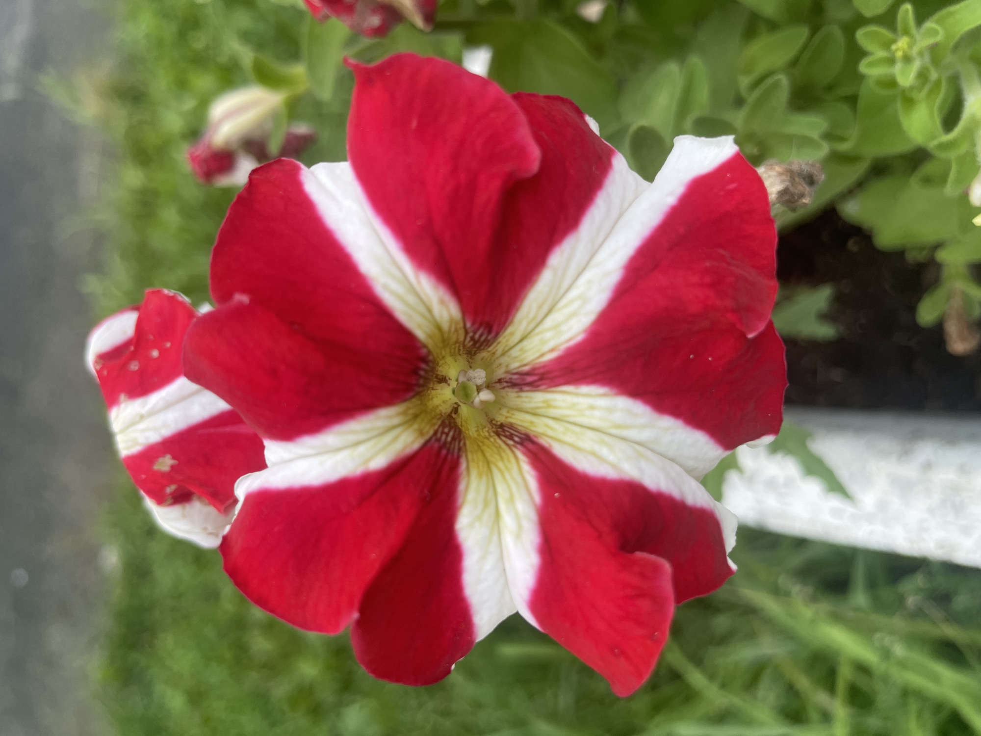 A close-up, eye-level shot focuses on a bright red and white striped petunia flower in bloom. The flower's petals are a vibrant contrast of bold red streaks against white, radiating from the center. The center of the flower displays yellow and green hues with visible stamen and pistil. The background is blurred, showing green grass and hints of other green foliage, suggesting an outdoor garden setting. A white, textured object, possibly a planter or decorative border, is partially visible in the lower left corner. The lighting is even, highlighting the flower's intricate details.