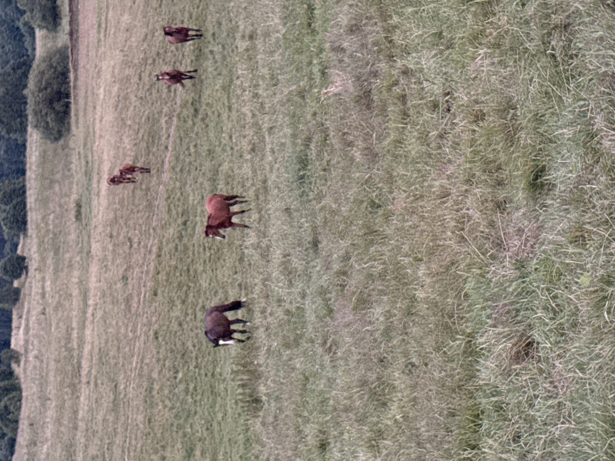 The image shows a pastoral scene in Galinė, Lithuania, with several horses grazing in a grassy field. The perspective is from above, looking down at the animals in the landscape. There are five horses visible in total, scattered across the field. One horse is a reddish-brown color and stands out against the green grass. Another is a darker brown, and two more are lighter brown, with one of them appearing to be a foal. The field is covered in tall, dry grass, with a patch of trees visible on the left side of the frame. The overall impression is one of tranquility and natural beauty. The time of day appears to be daytime, with soft, diffused light suggesting it could be overcast or late afternoon. There are no people or man-made objects visible in the frame. The scene conveys a sense of peace and the simple existence of the horses in their natural habitat.