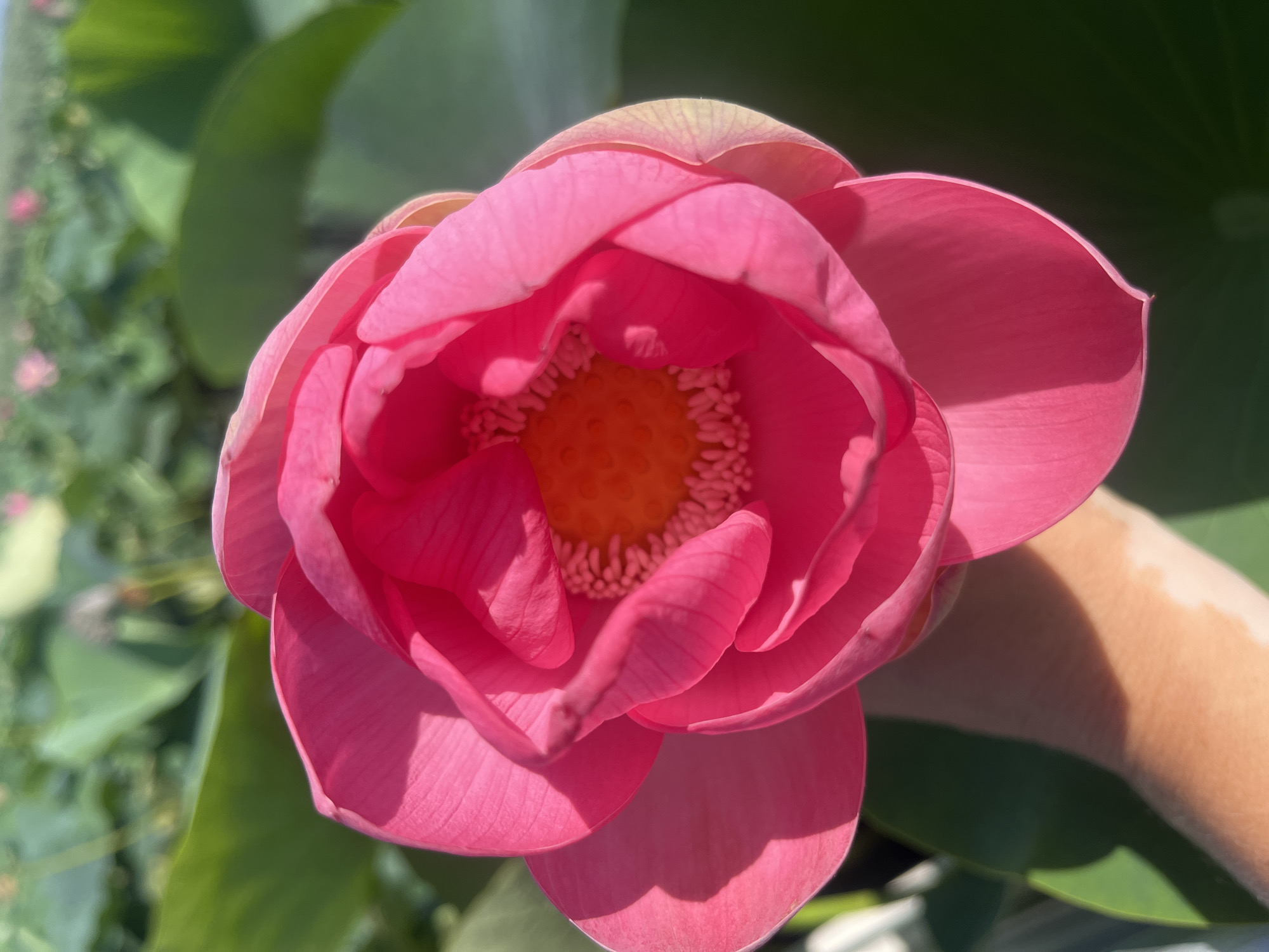 A close-up, eye-level shot captures a vibrant pink lotus flower being held by a person's arm. The flower is the primary subject, its petals unfurling to reveal a bright orange center dotted with white stamens. The person's arm, visible from the elbow down, has a patch of lighter skin on its surface. The background is a blurred expanse of green lily pads and other pink lotus flowers, suggesting a lotus field in Golubitskaya, Russia. The sunlight casts distinct shadows on the flower's petals.