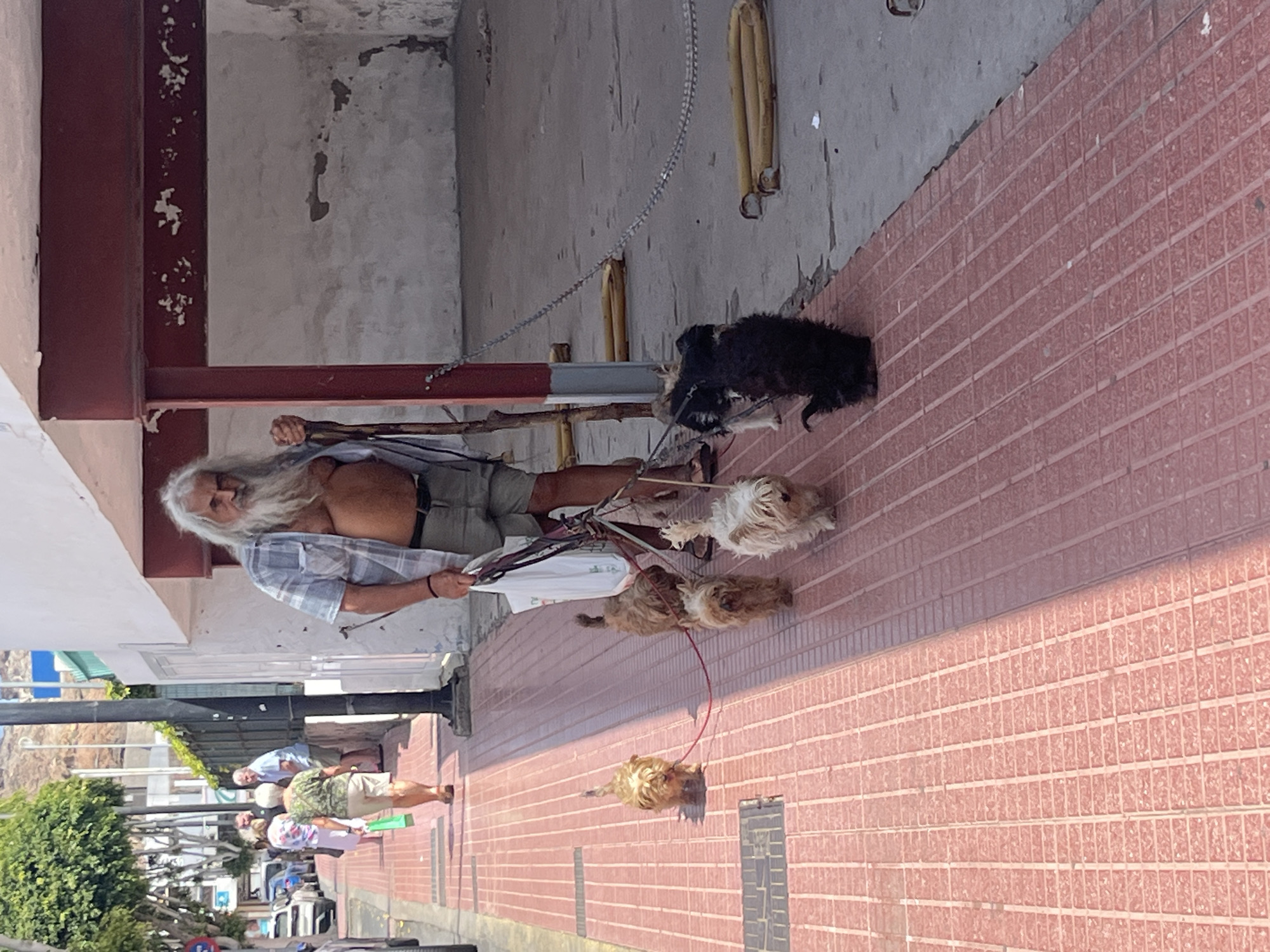 A middle-aged man with long grey hair and beard wearing a plaid shirt and tan shorts walks several dogs on leashes along a brick-paved sidewalk in a commercial area of Puerto Rico, Spain. The dogs vary in size and color, from small tan and light-colored dogs to a larger black dog. The man is holding multiple leashes in his left hand. Other people walk in the opposite direction on the sidewalk. The background includes buildings, trees, parked cars, and signs of the coastal town.