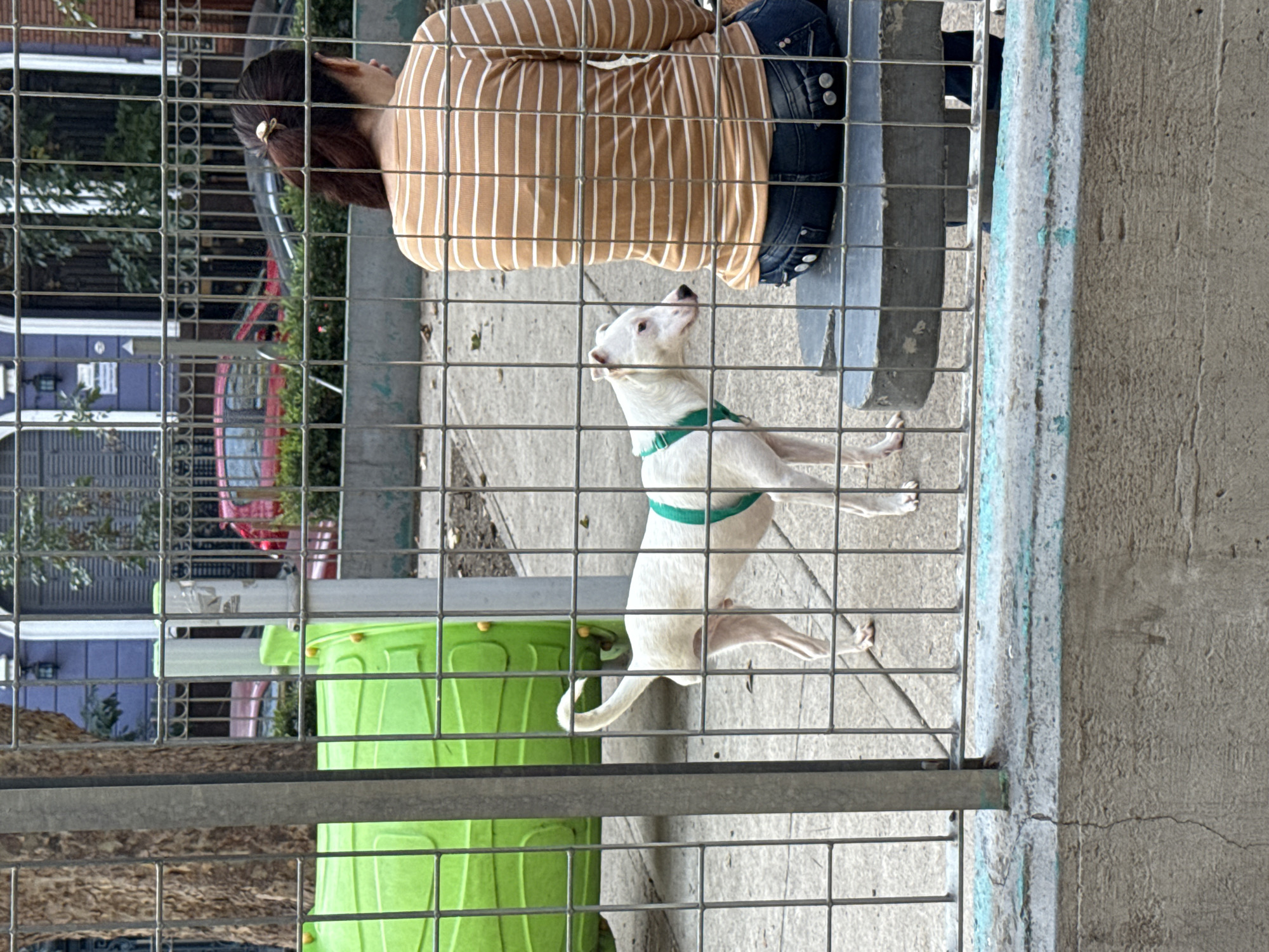 Through a metal fence, a white dog with a green harness stands on its hind legs, looking up at a person with dark hair pulled back in a bun and wearing a striped shirt and jeans. To the left of the dog, a bright green trash can is visible. In the background, there is a street with trees, buildings, and a red car. The photograph appears to have been taken in Buenos Aires, Argentina.