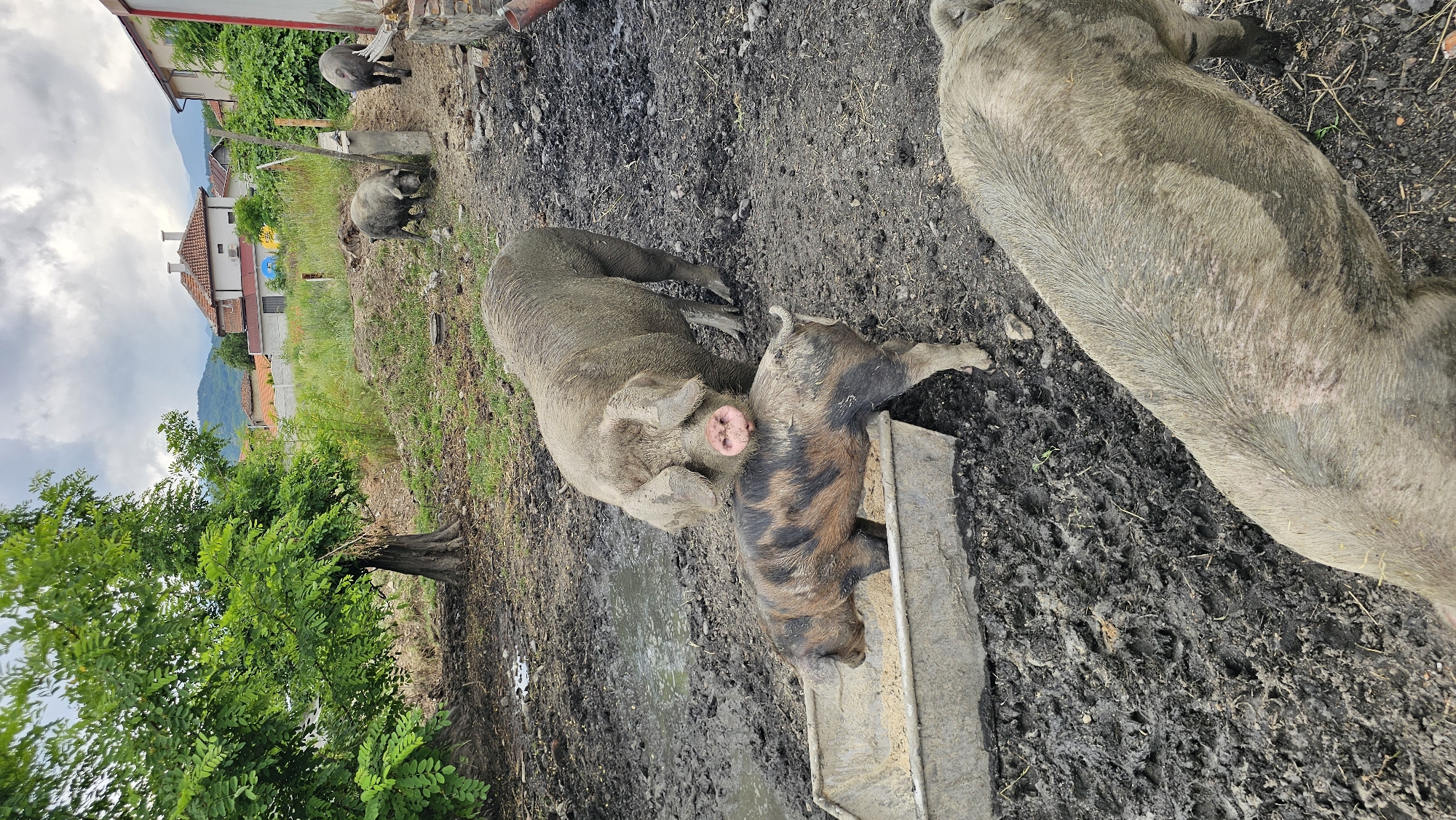 This image depicts a rural outdoor pig enclosure in Karavelovo, Bulgaria, under an overcast daytime sky. The ground is heavily covered in dark, wet mud and dirt, with visible puddles and numerous pig footprints.
In the foreground on the right, a large, light gray or brown pig is partially visible, showing its side and back. Towards the center, another sizable light gray/brown pig is positioned, facing towards the left, with its distinct pink snout and ears clearly visible. Beside this pig, a smaller piglet, characterized by its black and brown spotted coat, is actively feeding from a concrete or stone trough. Further into the background, two additional smaller, dark-colored pigs can be observed near some rustic structures.
The left side of the frame is dominated by vibrant green trees and lush vegetation. Beyond the immediate enclosure, several houses with traditional red-tiled roofs are visible, set against a backdrop of distant, hazy mountains. The cloudy sky suggests overcast weather conditions, likely contributing to the muddy state of the pigpen.
The scene captures a typical moment of farm life, showcasing pigs in their natural, muddy environment. No discernible text is visible in the image.