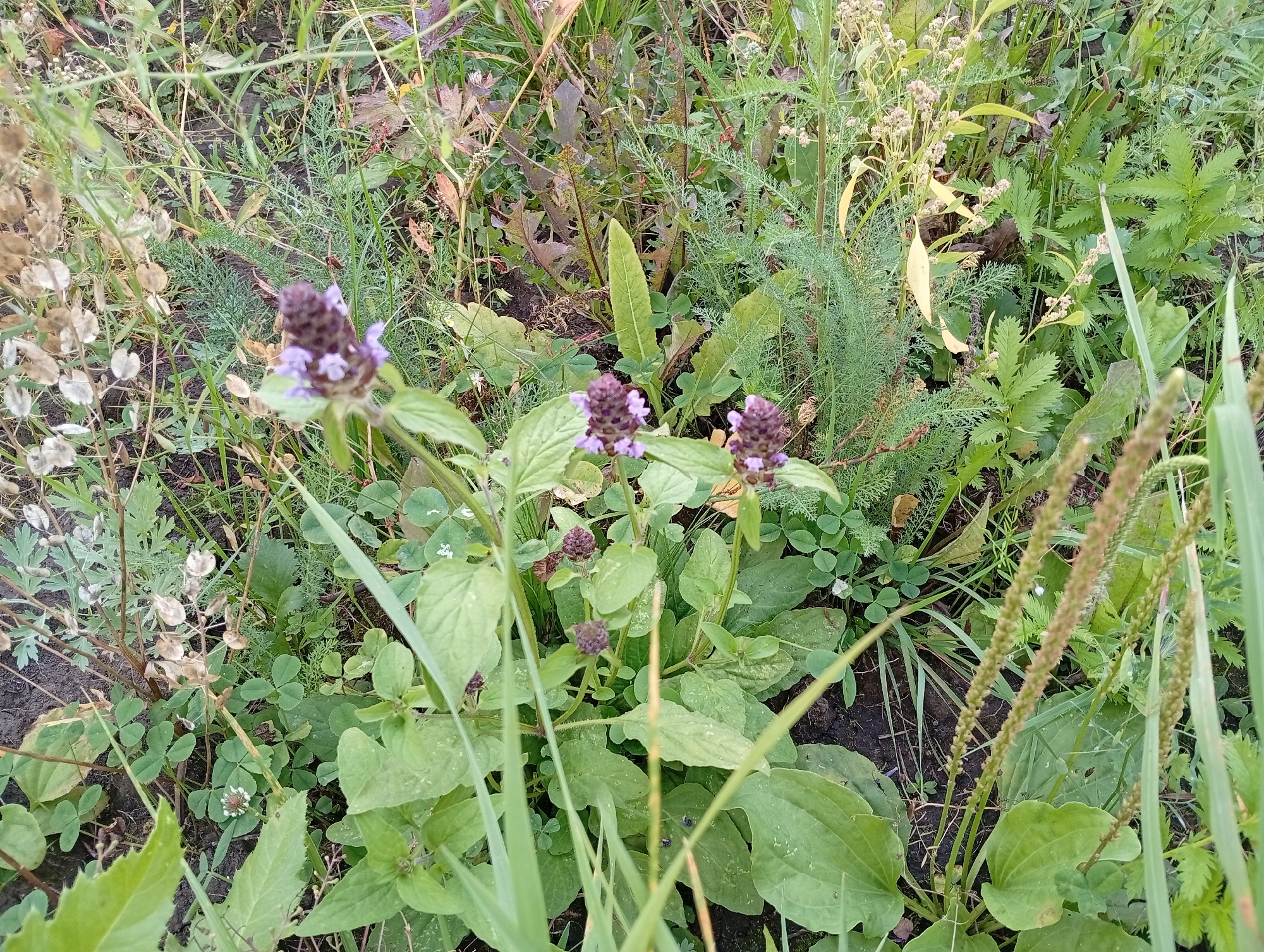 This image captures a close-up, top-down view of a patch of wild vegetation, likely found in an outdoor setting such as a field or a roadside in Verkhnie Kigi, Russia. The foreground is dominated by the broad, green leaves of plantain plants, some of which have tall, spiky seed stalks. Interspersed among the plantain are smaller, clover-like plants with distinctly lobed leaves. In the center and left of the frame, a plant with purple-to-pink flower heads and smaller green leaves is visible. This flowering plant appears to be *Prunella vulgaris*, commonly known as self-heal. The background consists of a mixture of various green and brown grasses, weeds, and dried seed pods, suggesting a natural, uncultivated area. The ground beneath the vegetation is dark, indicating soil. No people or animals are present in the frame, and there are no discernible structures or man-made objects. The lighting suggests it is daytime, with natural light illuminating the scene.