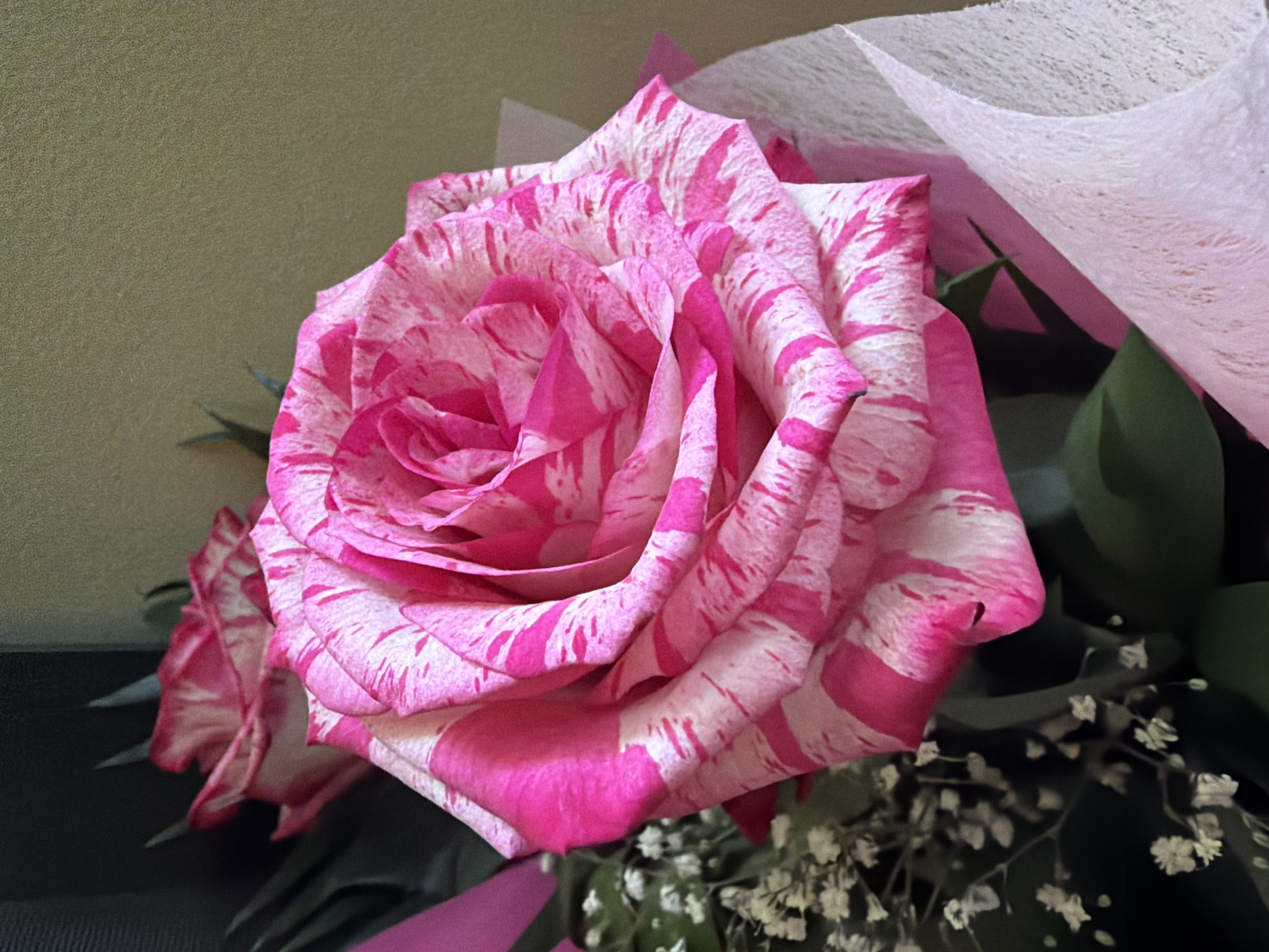 The image shows a close-up of a variegated pink and white rose in full bloom, part of a bouquet. The rose has large, layered petals with a striped pattern of deep pink against white. In the background, a second, less distinct rose with similar coloring is visible, along with dark green leaves and delicate white filler flowers. The bouquet is partially wrapped in light pink and white tissue paper. The background wall is a textured, muted green. There are no people or actions depicted. The location is not discernible from the image.