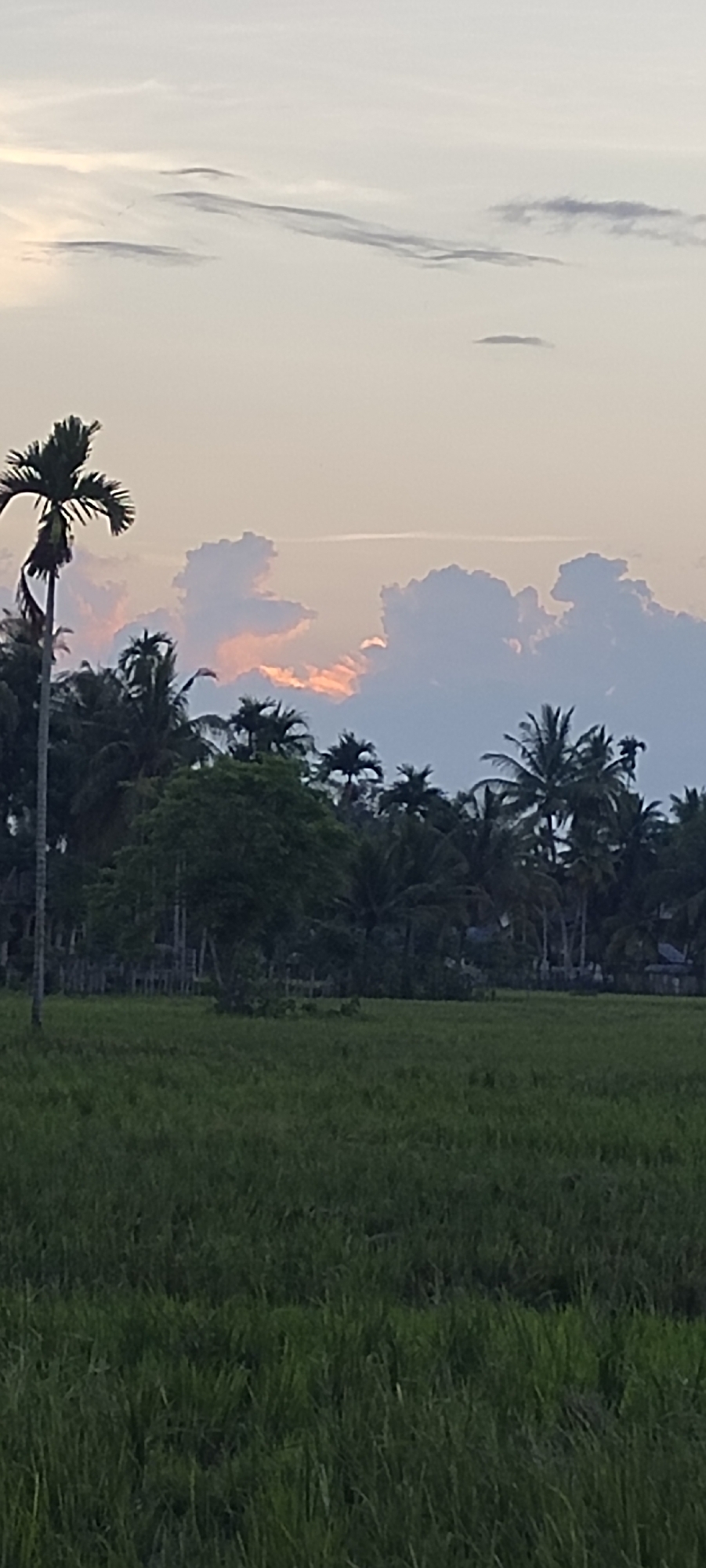 The image depicts a rural landscape with a field of green vegetation in the foreground. Behind the field, there is a dense row of trees, including palm trees. The sky is overcast with clouds, and there is a hint of sunlight filtering through the clouds near the horizon.