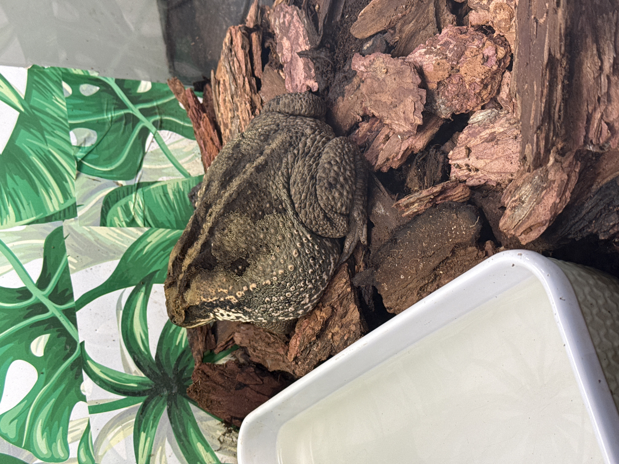 A toad is positioned on a bed of wood chips and bark. To the left of the toad is a white rectangular dish filled with clear liquid. In the background, a wall is decorated with a pattern of large green leaves against a white backdrop. The scene appears to be indoors, possibly in a terrarium or a pet enclosure. There is no indication of this location being in the city of Каменка, Russia.