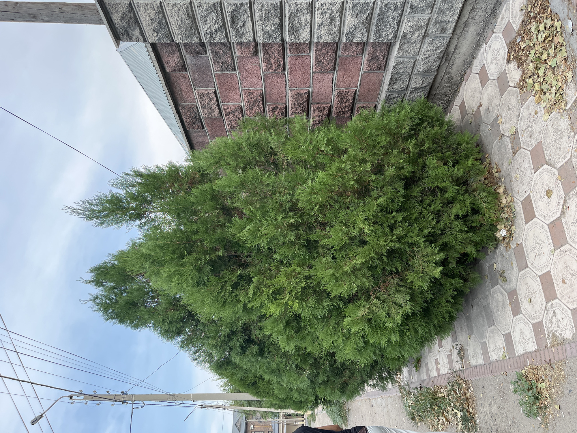 A ground-level, medium-shot photograph depicts a row of manicured green coniferous trees situated along a decorative tiled sidewalk in Taraz city administration, Kazakhstan. The trees are dense and vibrant, with their branches reaching upwards and outwards, partially obscuring the view of the sidewalk and a brick and stone wall that runs parallel to the trees. The wall is constructed with alternating bands of reddish-brown bricks and grey stones. To the left of the trees, a concrete sidewalk with a brick border is visible, leading towards a street with overhead utility wires and a lamppost. Some dry leaves are scattered on the sidewalk and along the edge of the greenery. The sky above is partly cloudy with a pale blue hue. A small portion of a person's legs, clad in light-colored trousers and dark shoes, is visible on the far left of the frame, suggesting they are walking along the sidewalk. No interactions or specific actions are evident beyond the presence of the person.