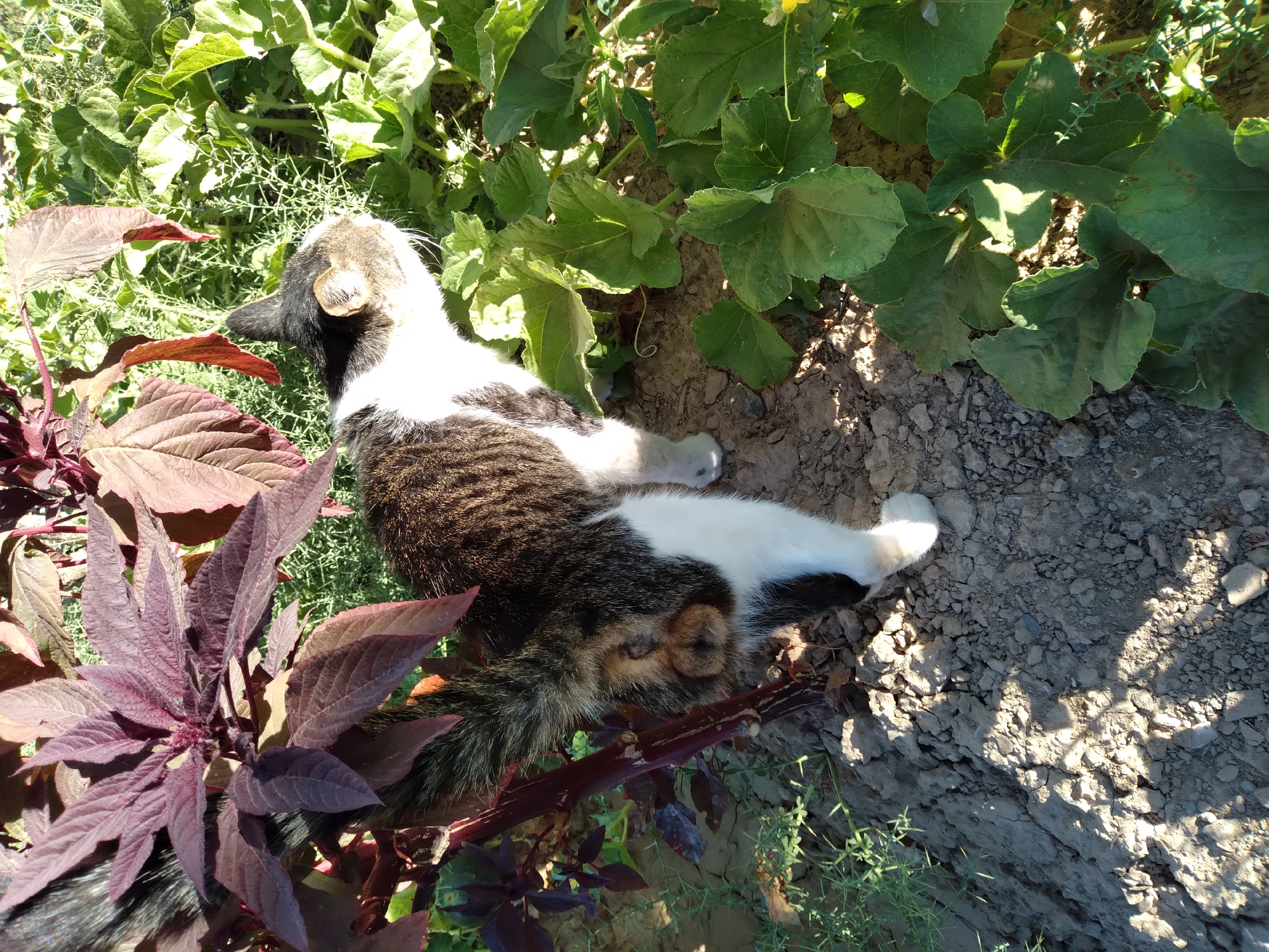 In a dusty garden patch in Baki, Uzbekistan, a partially visible black and white cat stands amongst lush green foliage and deep red leaves of an amaranth plant. The cat, facing away from the camera, has its tail raised and displays a patch of light brown fur. The ground is dry and cracked, with scattered pebbles and shadows cast by the plants and sunlight. The overall scene suggests a warm, outdoor setting.