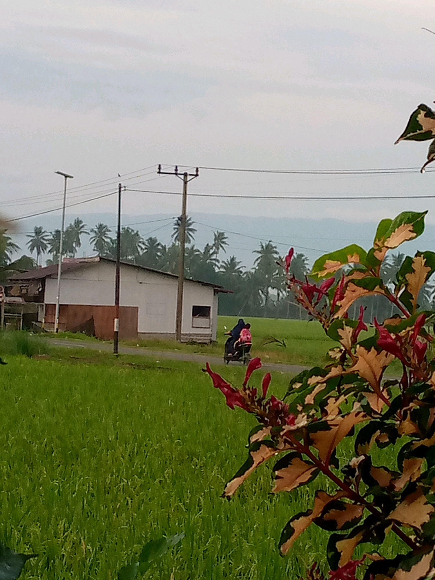 The image depicts a rural scene in Kutaglumpang, Indonesia, with a focus on lush green rice fields stretching towards a treeline of palm trees under a cloudy sky. In the mid-ground, a simple white building with a reddish-brown section is visible, situated next to a road. On this road, two people, possibly a parent and child, are riding a motorcycle, facing away from the camera. In the foreground, a leafy plant with variegated green and tan leaves and small red flowers partially obstructs the view. Electrical poles and wires are present in the background, indicating the presence of infrastructure. The overall atmosphere is serene and natural.