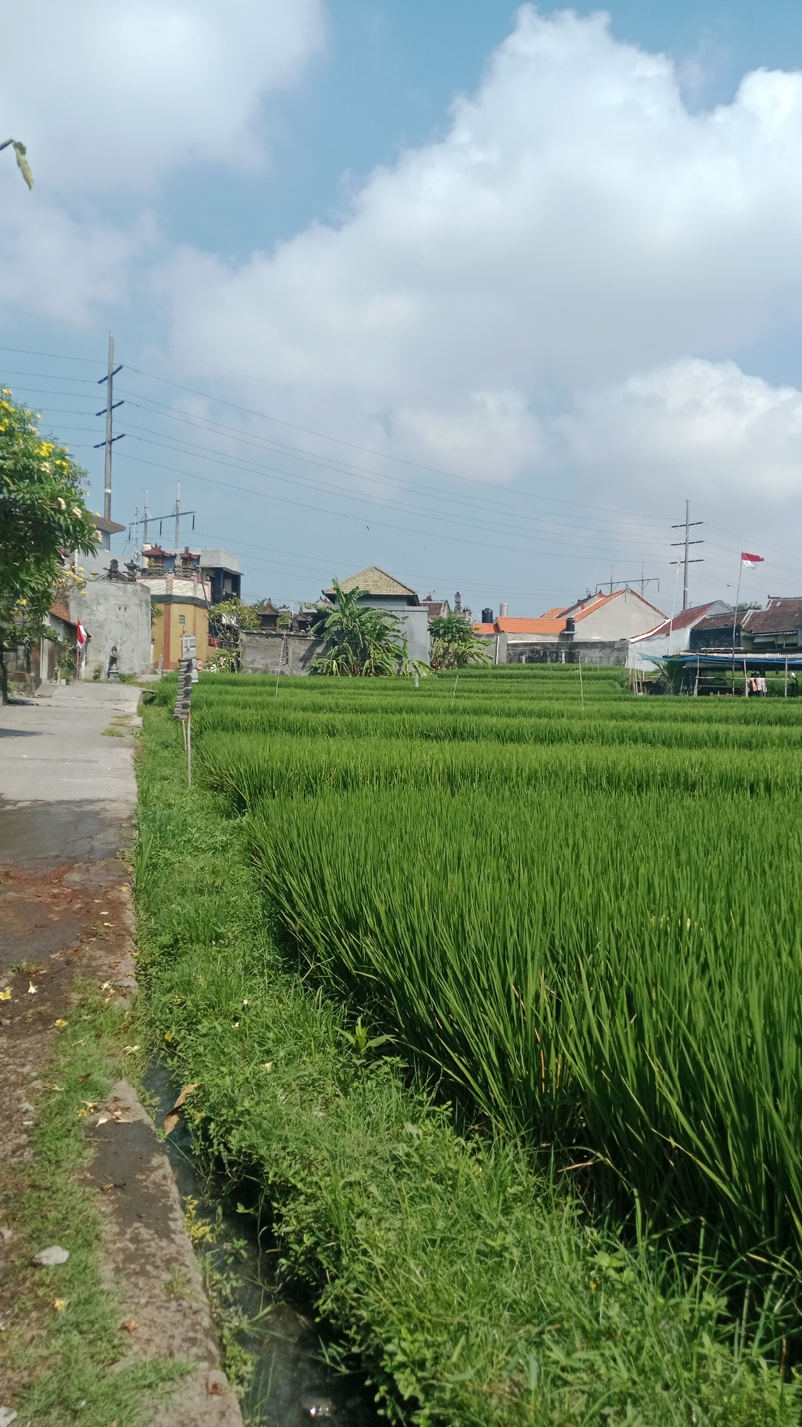 The image depicts a vibrant green rice paddy field bordering a paved road on the left. The rice plants are neatly arranged in rows, showcasing a lush and healthy crop. Beyond the rice field, a cluster of buildings with terracotta-tiled roofs and grey concrete walls are visible, suggesting a semi-urban or village setting. Electrical poles with overhead wires stretch across the background, indicating the presence of infrastructure. A small Indonesian flag, red and white, flutters from a pole atop one of the buildings. The sky is a clear blue with scattered white clouds, suggesting fair weather. The scene appears to be a typical rural landscape within or on the outskirts of Denpasar, Indonesia, characterized by traditional architecture and agricultural land.