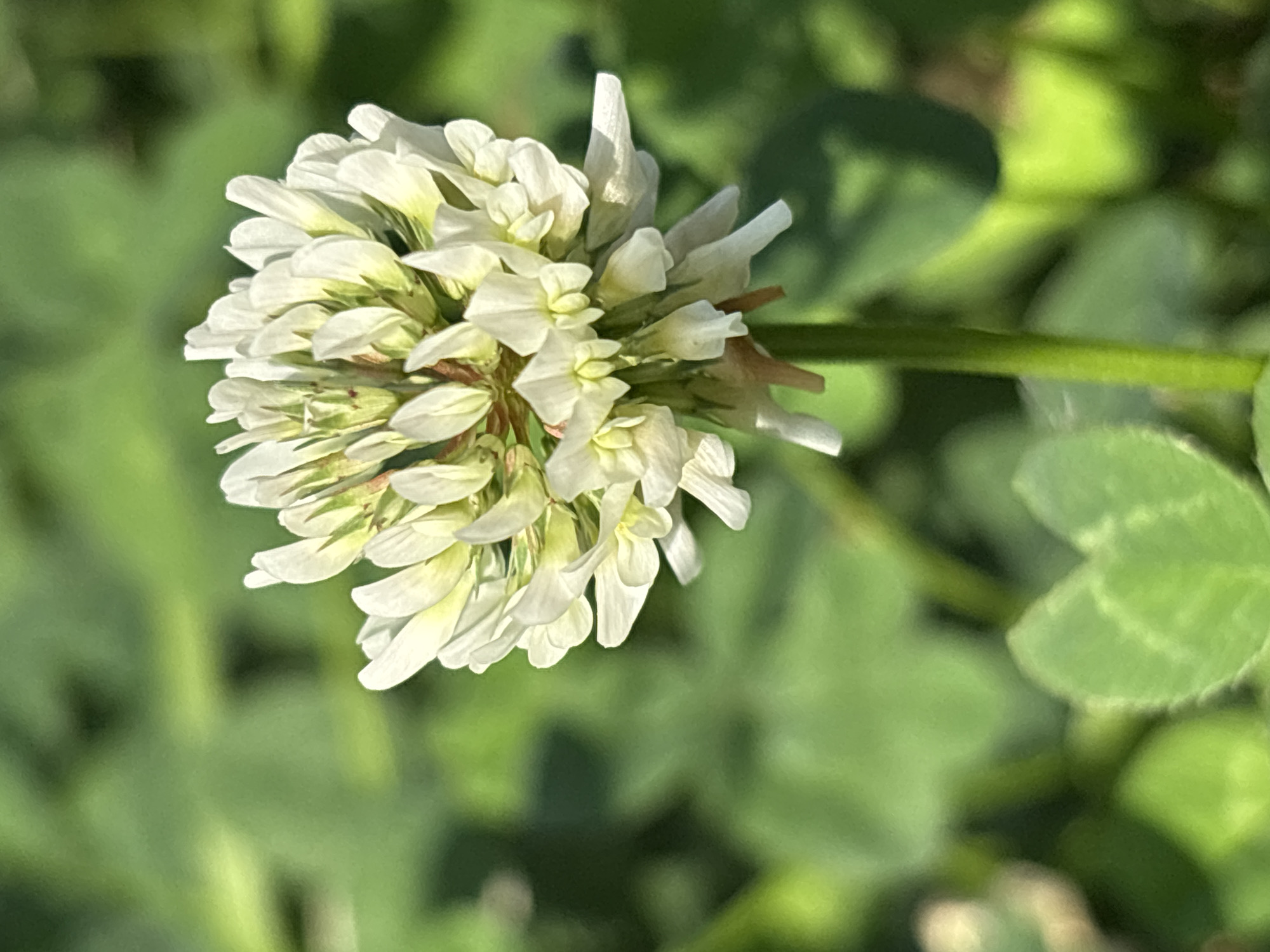 A close-up, vertical, eye-level shot showcases a white clover flower in Sochi, Russia. The flower head, composed of numerous small white petals, is the central focus, positioned slightly to the left of the frame. It is attached to a slender green stem that extends downwards. The background is a soft blur of green foliage, with some clover leaves visible in the lower left corner. The lighting suggests a sunny day, with shadows and highlights visible on the flower petals.