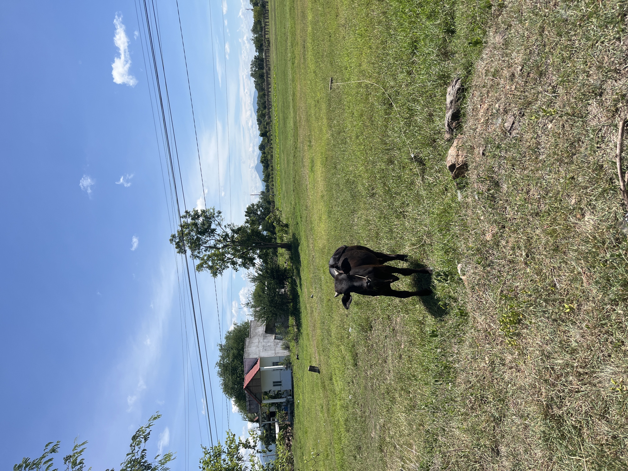 A black calf stands in a grassy field under a blue sky with scattered clouds, near a simple house with a red roof in Ham Thuan Bac, Vietnam. The calf is facing the camera, its head slightly tilted. In the background, power lines stretch across the sky, and trees are visible. The field is predominantly green, with some patches of dry grass. Several small objects, possibly rocks or debris, are scattered on the ground in the foreground. A thin rope is visible tied to a short wooden stake in the field. The overall scene depicts a rural or semi-rural setting on a sunny day.