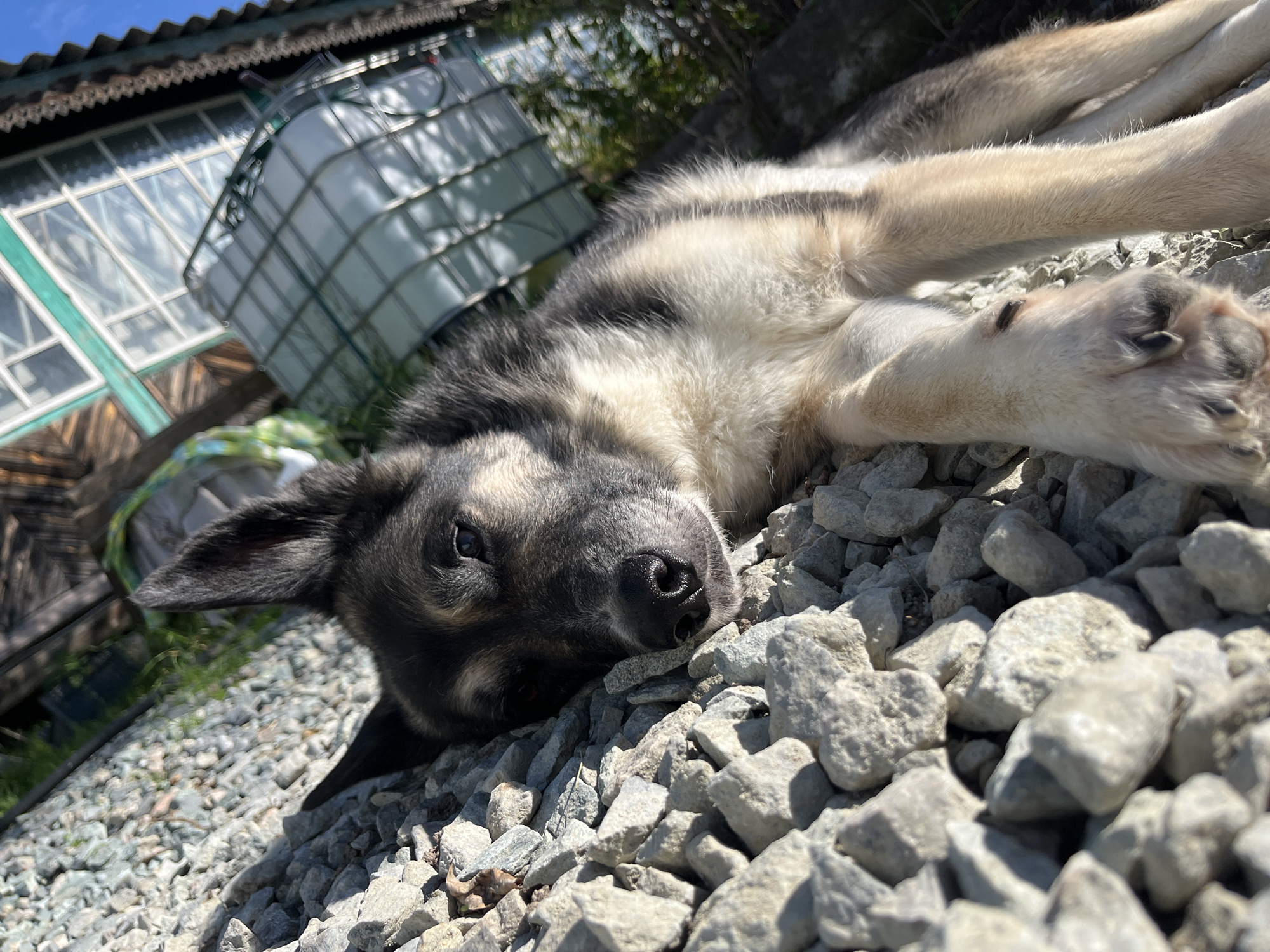 A German Shepherd mix dog is lying on a pile of light gray gravel. The dog's head is to the left, and its body extends to the right. The dog has dark fur on its head and back, with lighter tan and white fur on its chest and legs. Its eyes are open and looking towards the camera. The background is blurred, showing a green and white structure that appears to be part of a building, possibly a greenhouse or a sunroom, and some foliage. The overall lighting suggests it is daytime, with sunlight casting shadows. There are no people visible in the image. The location is identified as Nizhny Tagil, Russia.
