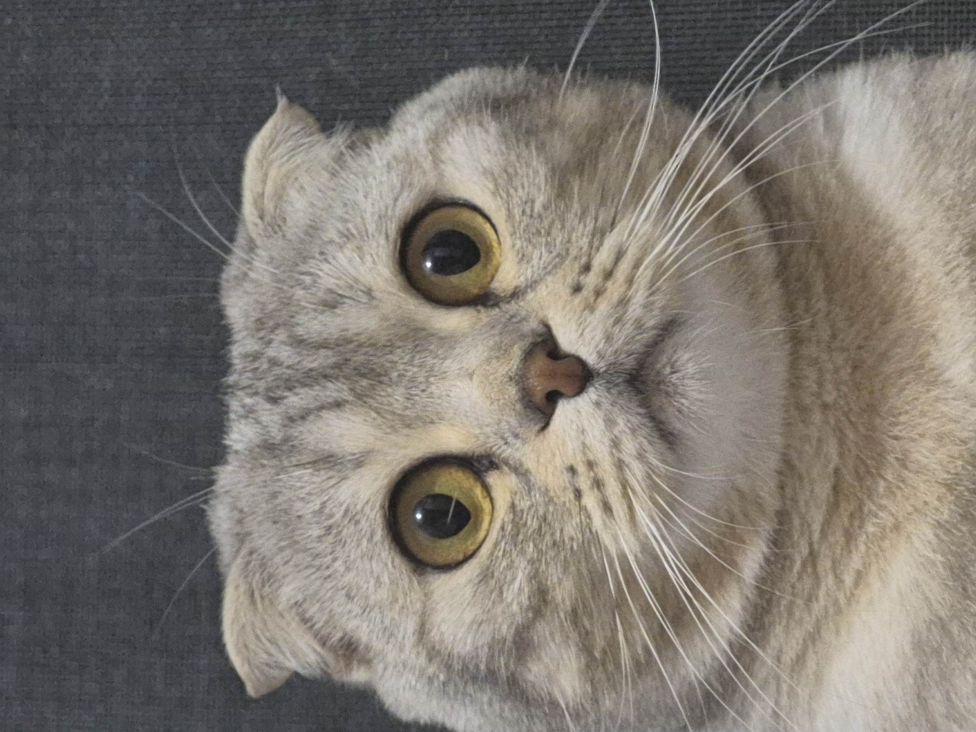 This is a close-up, head-on, portrait-style photograph of a Scottish Fold cat. The cat has large, round, yellowish-orange eyes with dark pupils. Its ears are folded forward, characteristic of the breed. The fur is a mix of light grey and tan stripes with a cream-colored underside. The cat is looking directly at the camera with a somewhat surprised or curious expression. The background is a solid, dark grey, textured surface, likely a fabric like a curtain or sofa. There are no humans or other animals visible in the image. The lighting is even, highlighting the cat's facial features. The photograph was taken in Chaikovsky, Russia.
