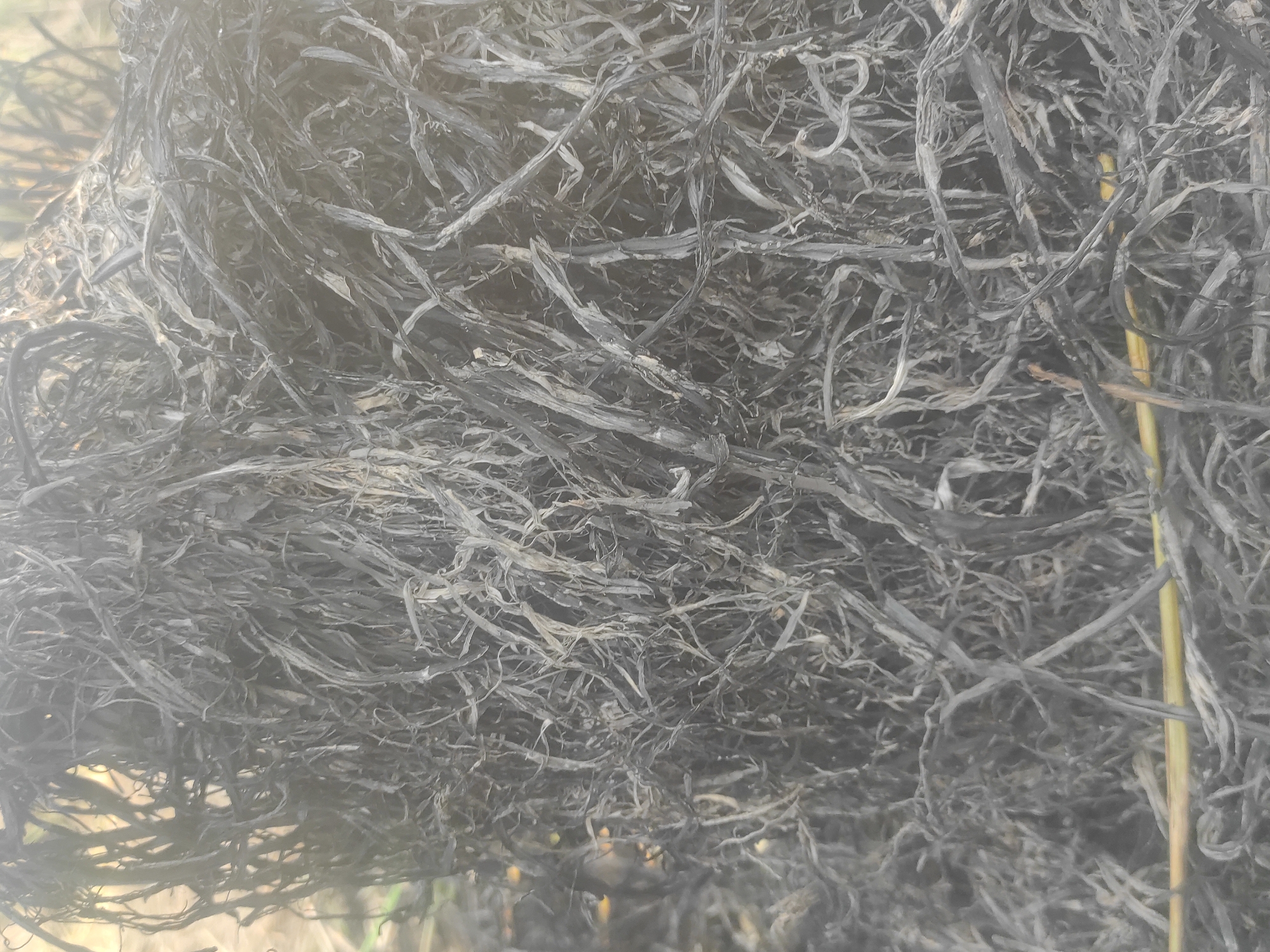 The image displays a close-up, detailed view of a dense, tangled mass of fibrous material. The dominant color of the fibers is dark charcoal grey, with varying shades of lighter grey and some off-white highlights, giving it a somewhat desiccated or burnt appearance. The individual strands are thin, elongated, and irregularly twisted, creating a complex, interwoven texture that fills most of the frame. On the right side of the image, a distinct, smoother, yellowish-gold stem or strand stands out, vertically contrasting with the surrounding dark fibers. The background is out of focus, appearing as a soft, diffused light area. There are no people, discernible activities, or specific man-made objects visible. The overall impression is that of a natural, organic material, possibly dried plant matter like straw, palm fibers, or similar botanical elements. The lighting suggests it is daytime, under natural light. No text is visible. While the location context is Lhokseumawe, Indonesia, the image itself does not contain specific geographical cues.