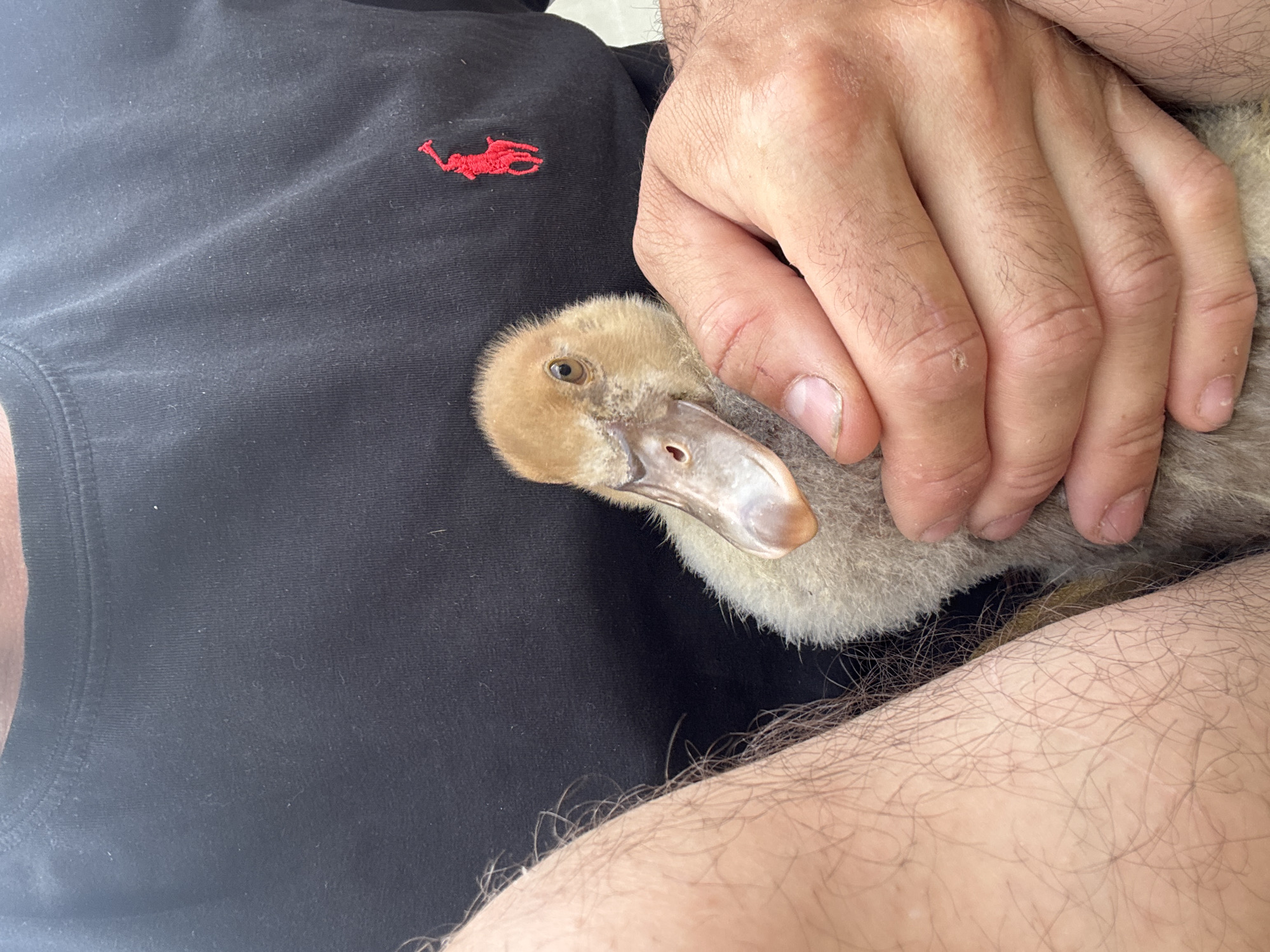 A close-up, overhead shot shows a person holding a duckling. The duckling is light brown with darker brown markings on its head and beak. Its eyes are open and it appears to be looking slightly to the left. The person's hands, with visible hair and fingernails, are gently cradling the duckling. The person is wearing a black shirt with a small, red embroidered logo that resembles a polo player. The background is out of focus but appears to be an outdoor setting, possibly a garden or patio. The lighting suggests it is daytime. The scene evokes a sense of tenderness and care.