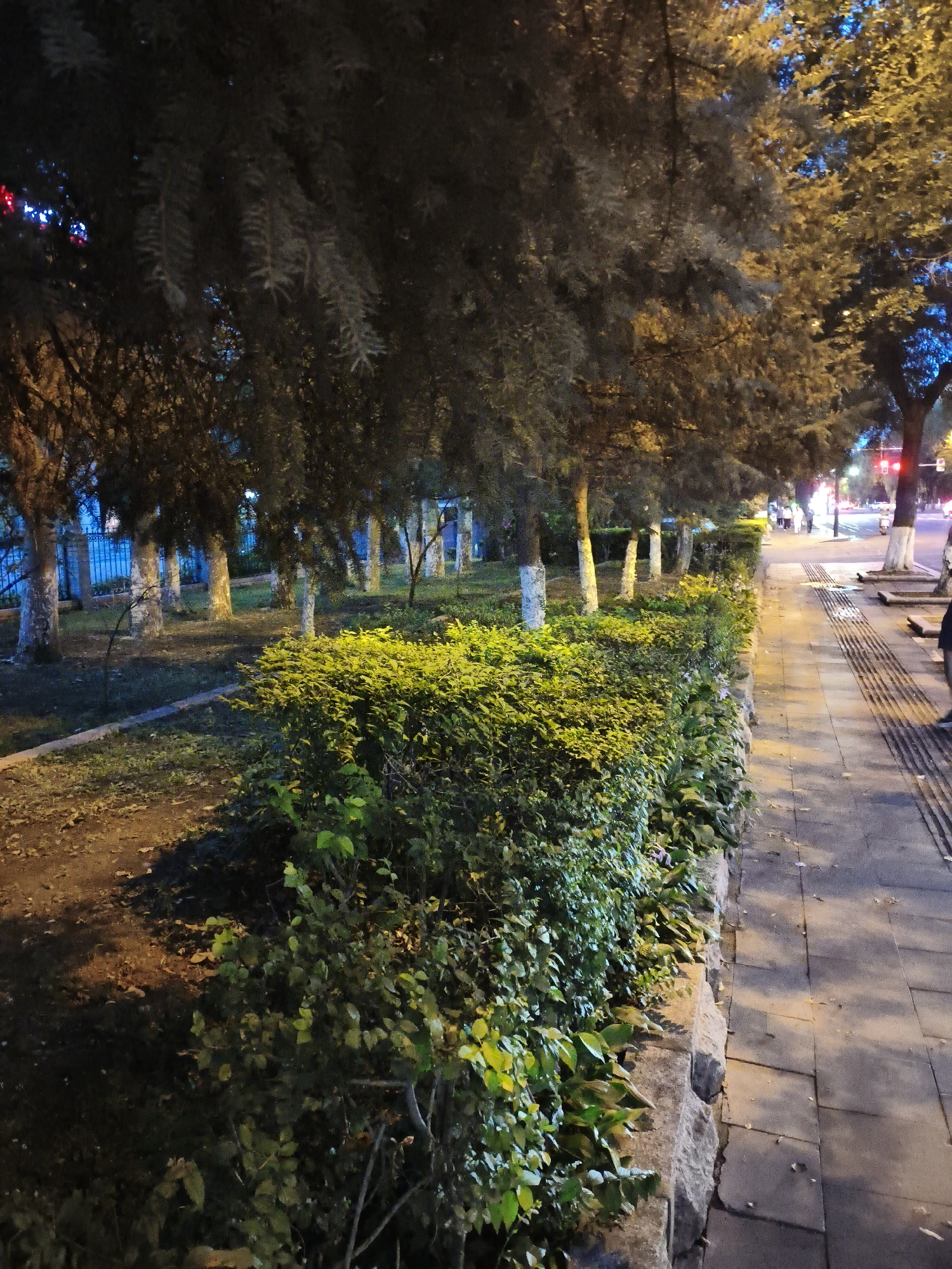 The image depicts a sidewalk lined with a dense hedge in Dong'an, China, at what appears to be dusk or night. The hedge, lush and green, runs along the edge of a paved walkway. The walkway is made of concrete slabs and has tactile paving for the visually impaired. Beyond the hedge, a row of trees with white-painted trunks stands in a grassy area. In the background, distant streetlights and traffic lights are visible, suggesting an urban environment. A few people are faintly discernible walking on the sidewalk further down. The lighting in the scene is a mixture of artificial streetlights and natural low light, casting shadows and illuminating parts of the path and foliage.
