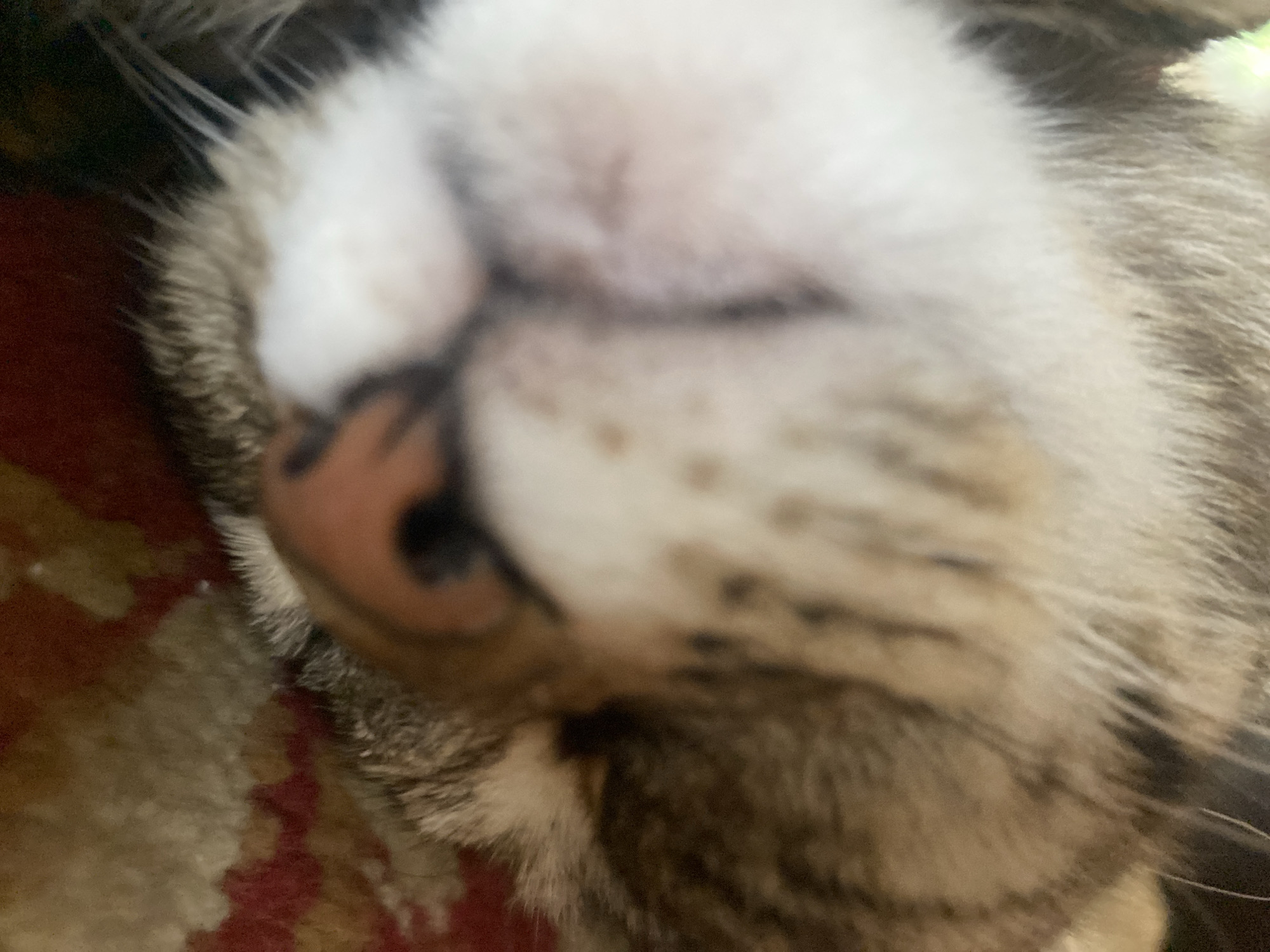 The image is a close-up, blurry photograph of a cat's face. The cat's nose, mouth, and fur are visible. The cat is lying on a red and yellow patterned surface, possibly a rug or blanket. There is no discernible location in the city of Maykop, Russia, or any other urban environment. The image lacks any details related to people or specific actions.