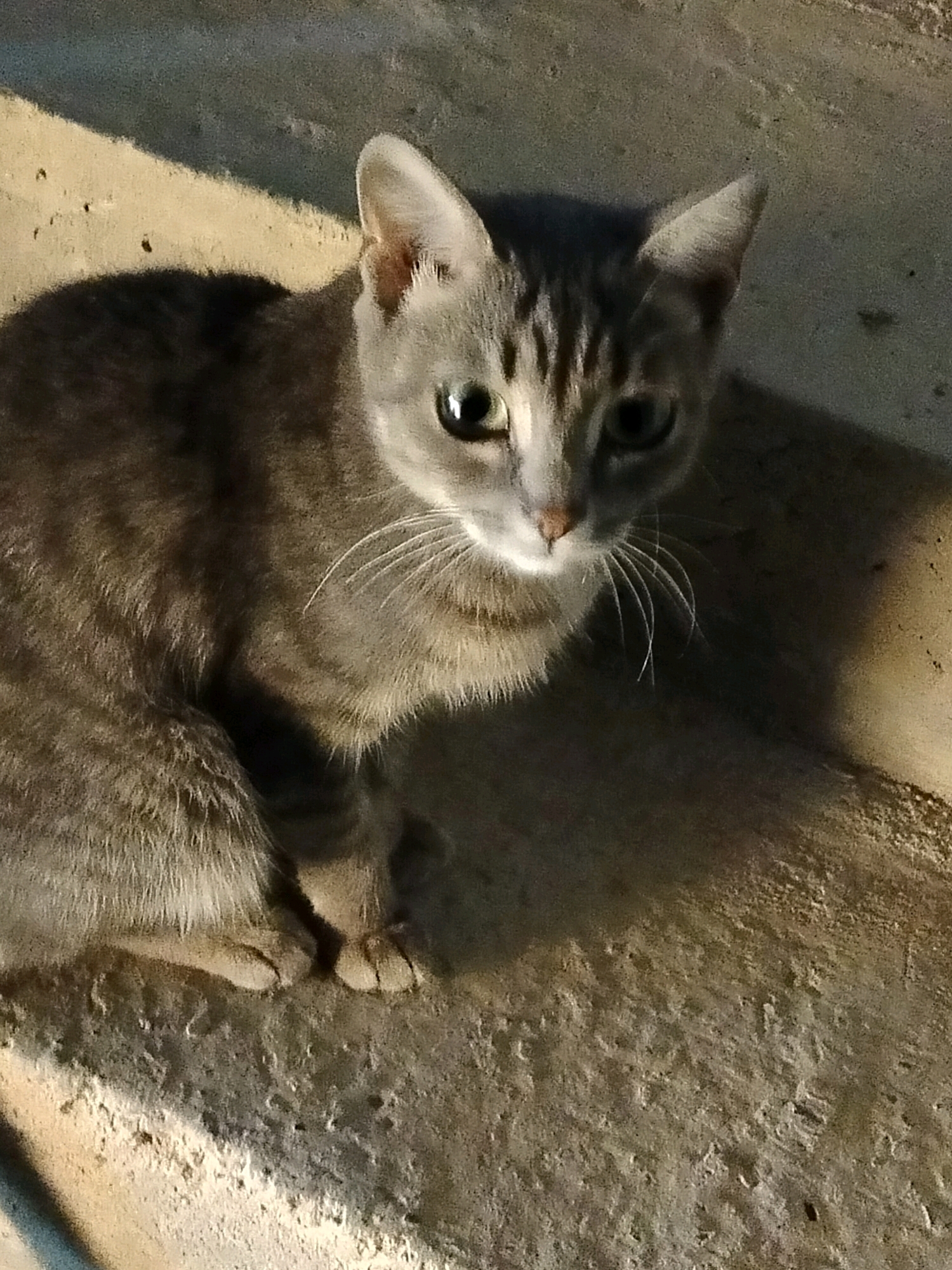 A grey tabby cat with green eyes is sitting on a rough, concrete surface. The cat is facing the camera, with its head slightly tilted. There are shadows cast on the concrete, suggesting it is outdoors. The background is blurred and dark. The image appears to be taken at night or in low light conditions. The location is identified as Kölkent, Kazakhstan.