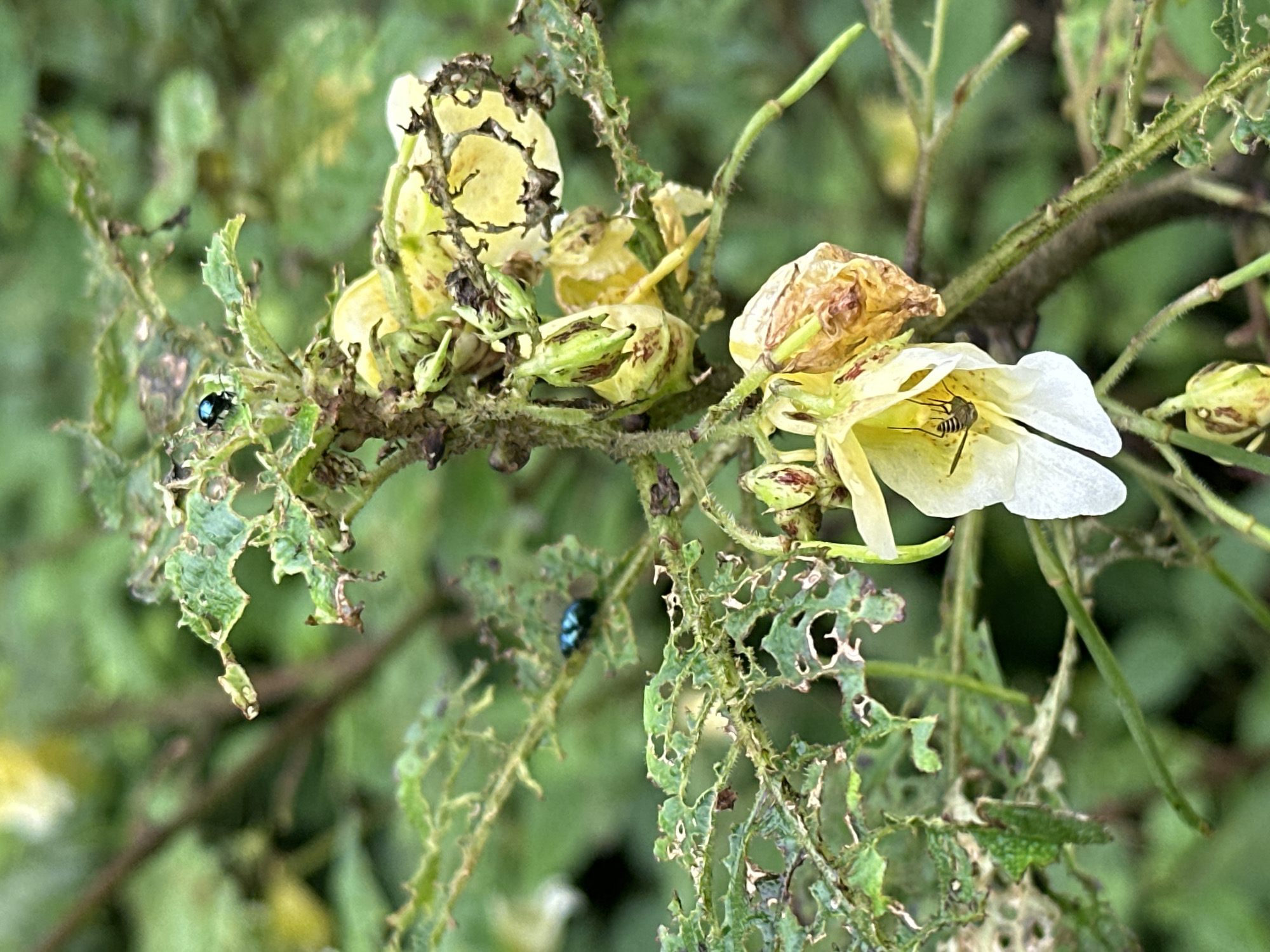 The image captures a close-up view of a plant with damaged leaves and yellow and white flowers, likely located in Haini, India. Two small, iridescent blue beetles are visible on the leaves. One beetle is perched on a leaf in the upper left quadrant, while the other is positioned on a stem in the upper middle section of the frame. A fly is nestled inside one of the white flowers, its body striped with black and yellow. The plant's stem and leaves show signs of damage, with many holes and ragged edges, suggesting insect activity. The background consists of blurred green foliage.